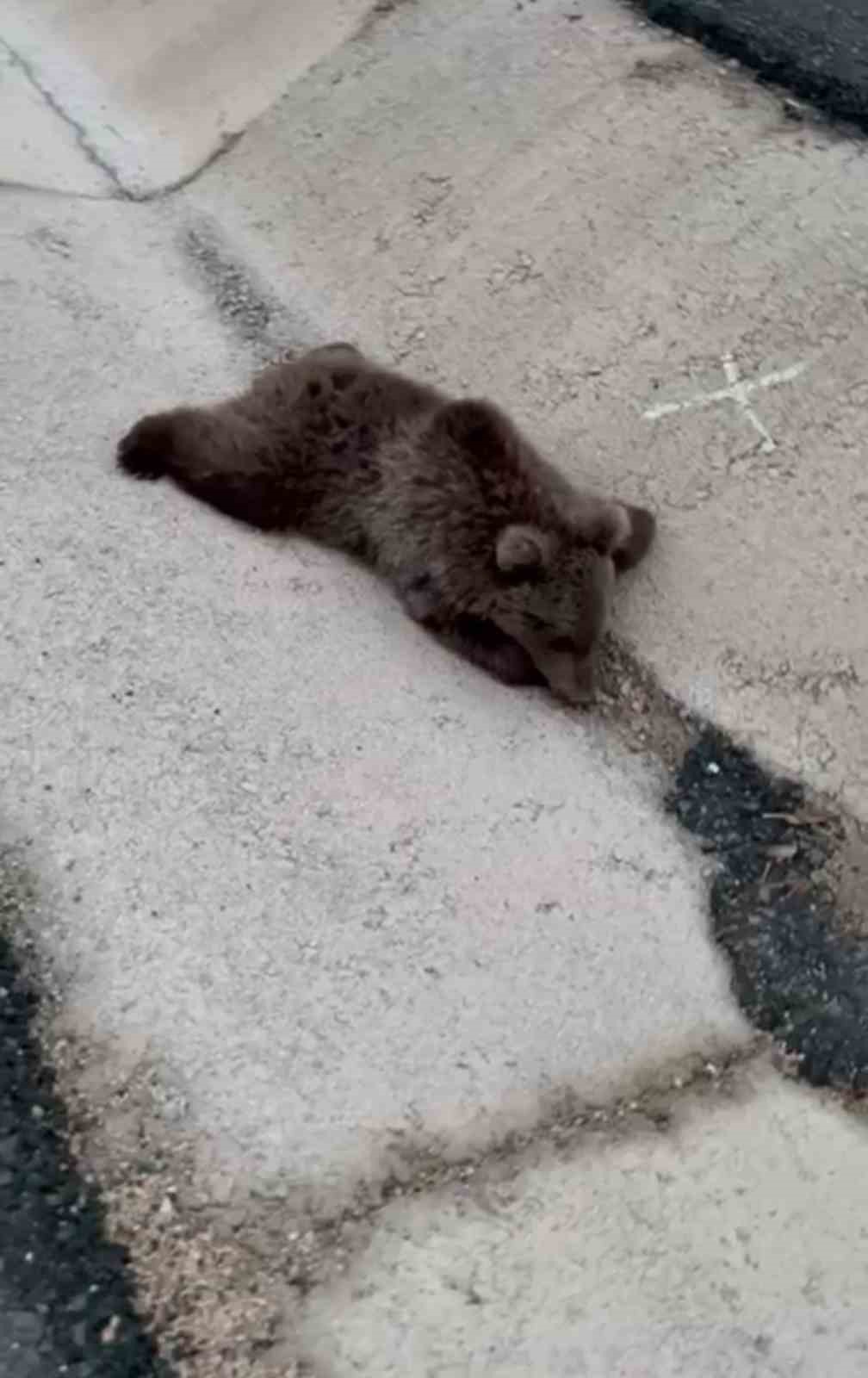 Kara yolundaki yaralı yavru ayı DKMP’ya teslim edildi