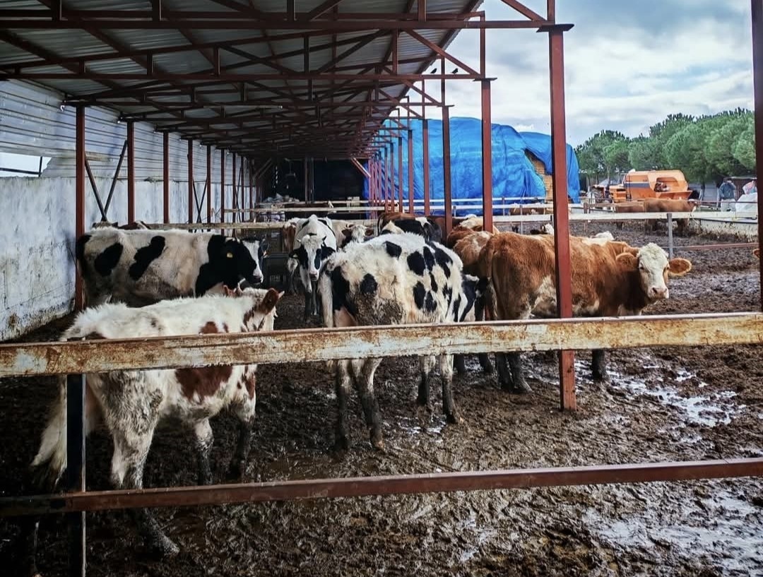 Şap hastalığına karşı aşılama çalışması yapıldı