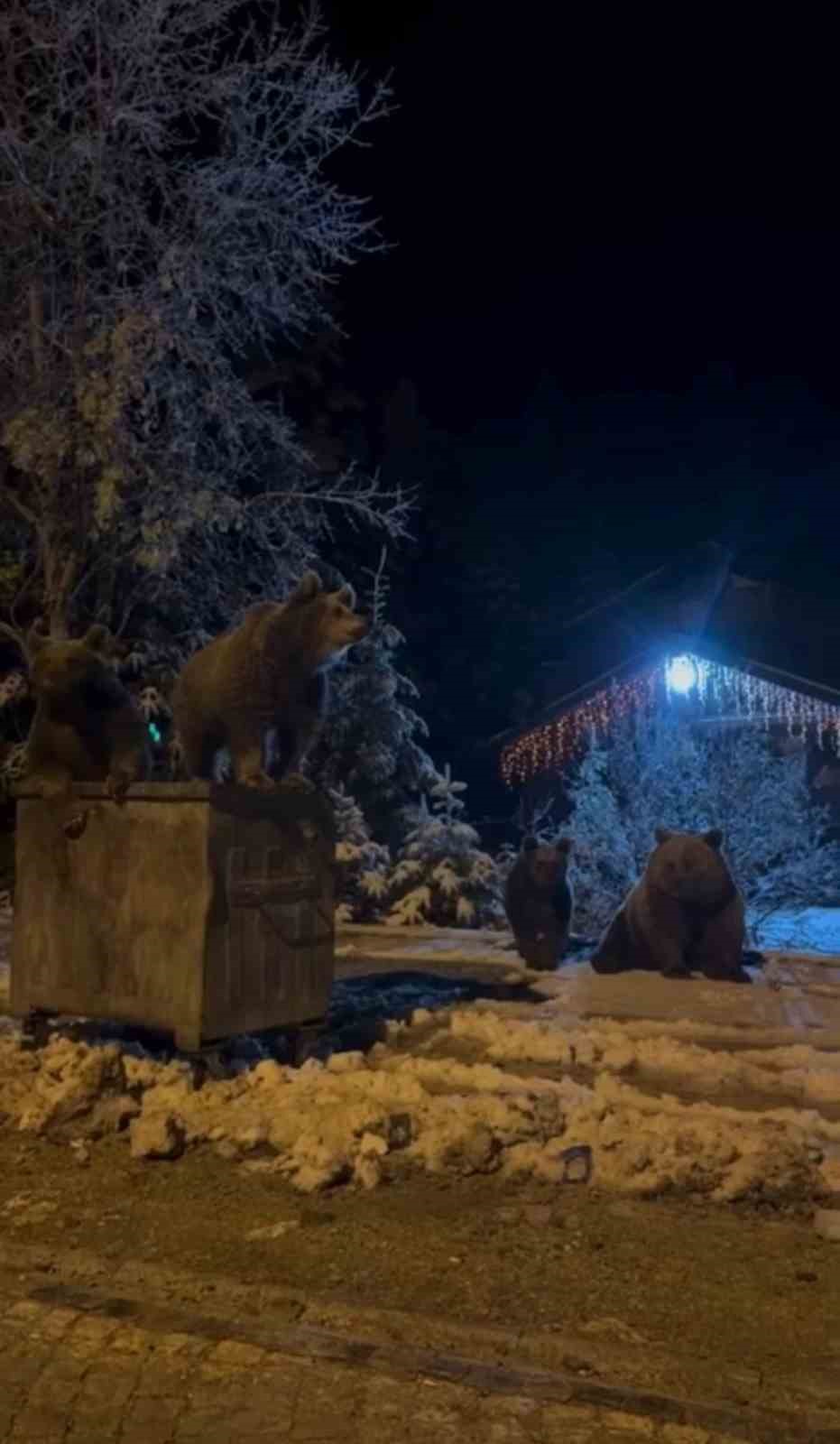 Kış uykusuna yatmayan ayılar böyle görüntülendi