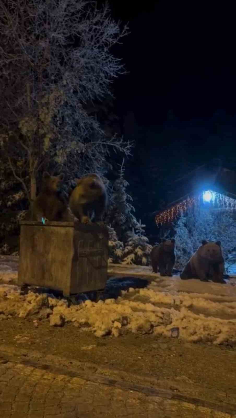 Kış uykusuna yatmayan ayılar böyle görüntülendi
