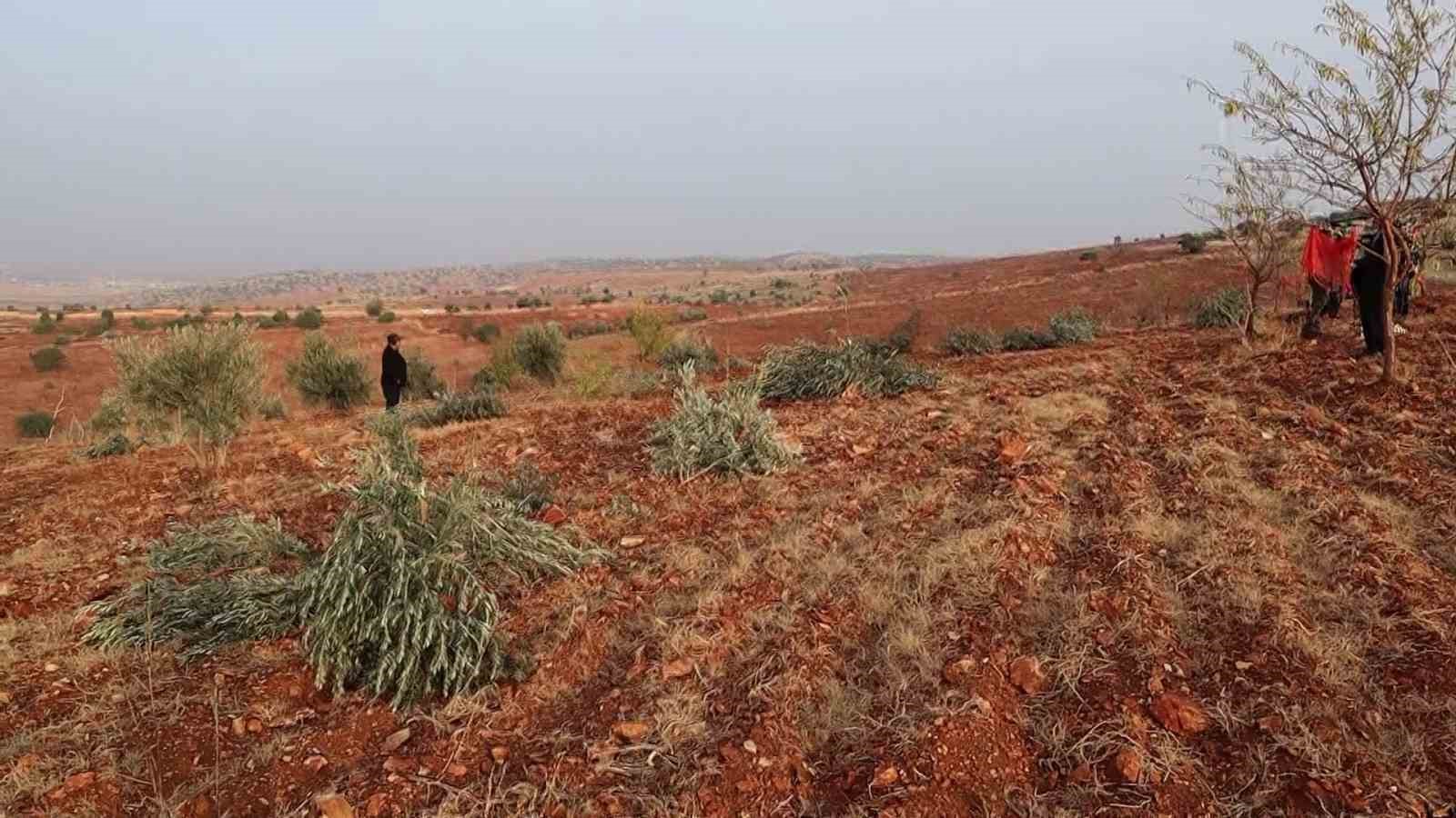 Adıyaman’da 10 bin ağaç kırılarak yok edildi