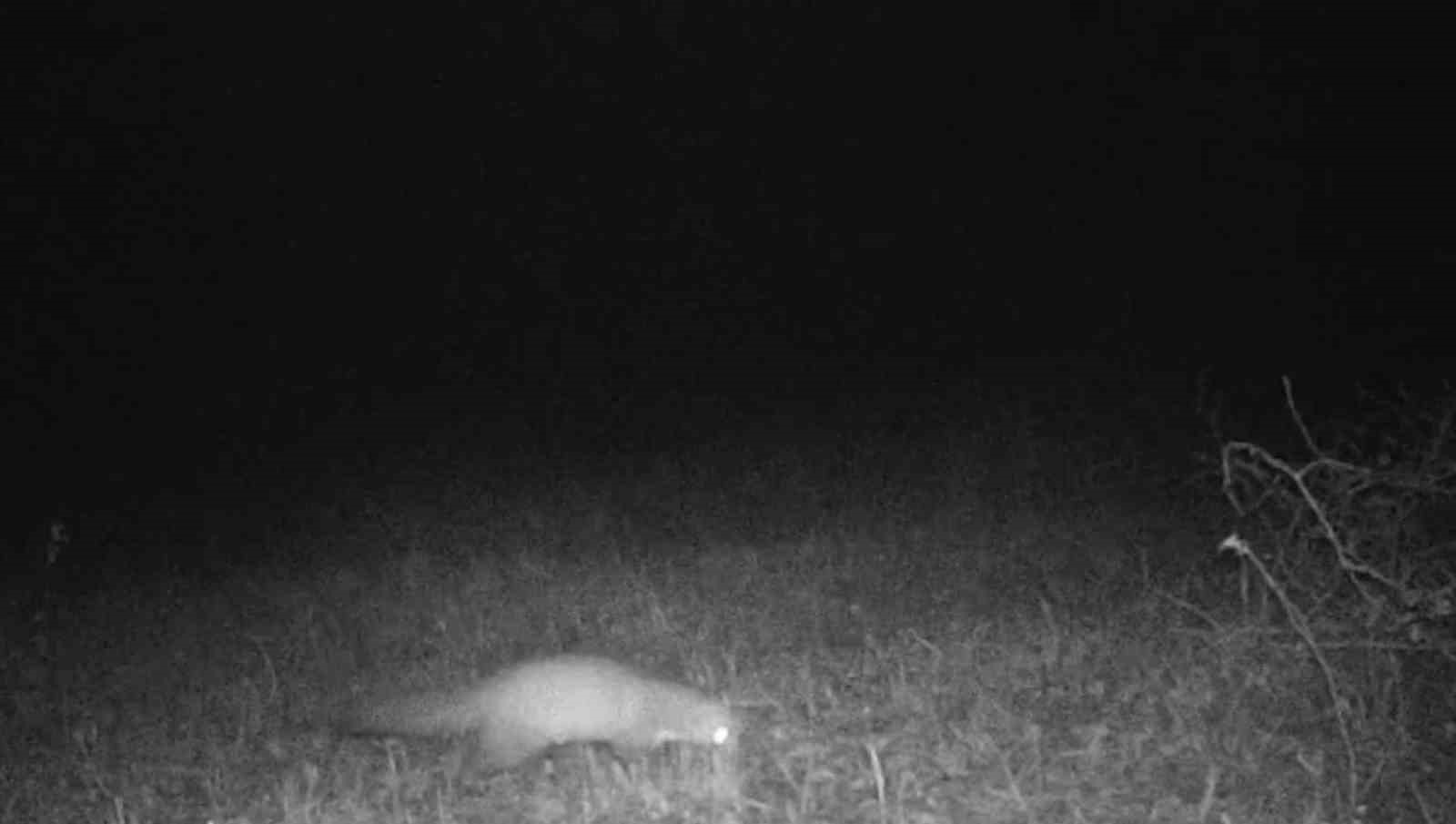 Tekirdağ’da porsuk ve kaya sansarı görüntülendi
