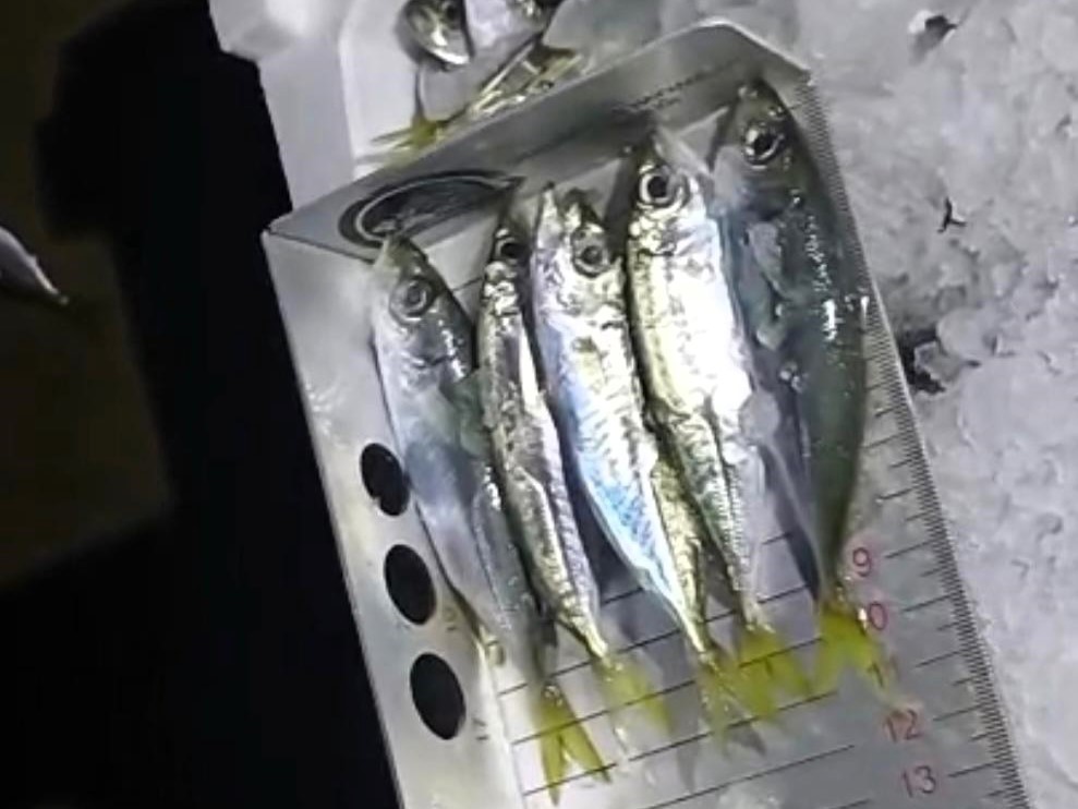 K&uuml;&ccedil;&uuml;k boyda avlanan 307 kasa istavrite el konuldu
