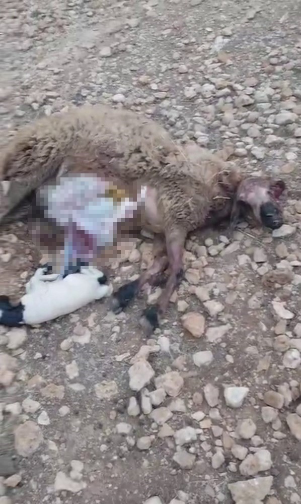 Şanlıurfa’da sürüye saldıran kurt 18 koyunu telef etti