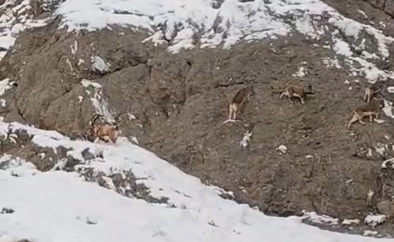 Güzeldere’nin karla kaplı yamaçlarda dağ keçileri görüntülendi