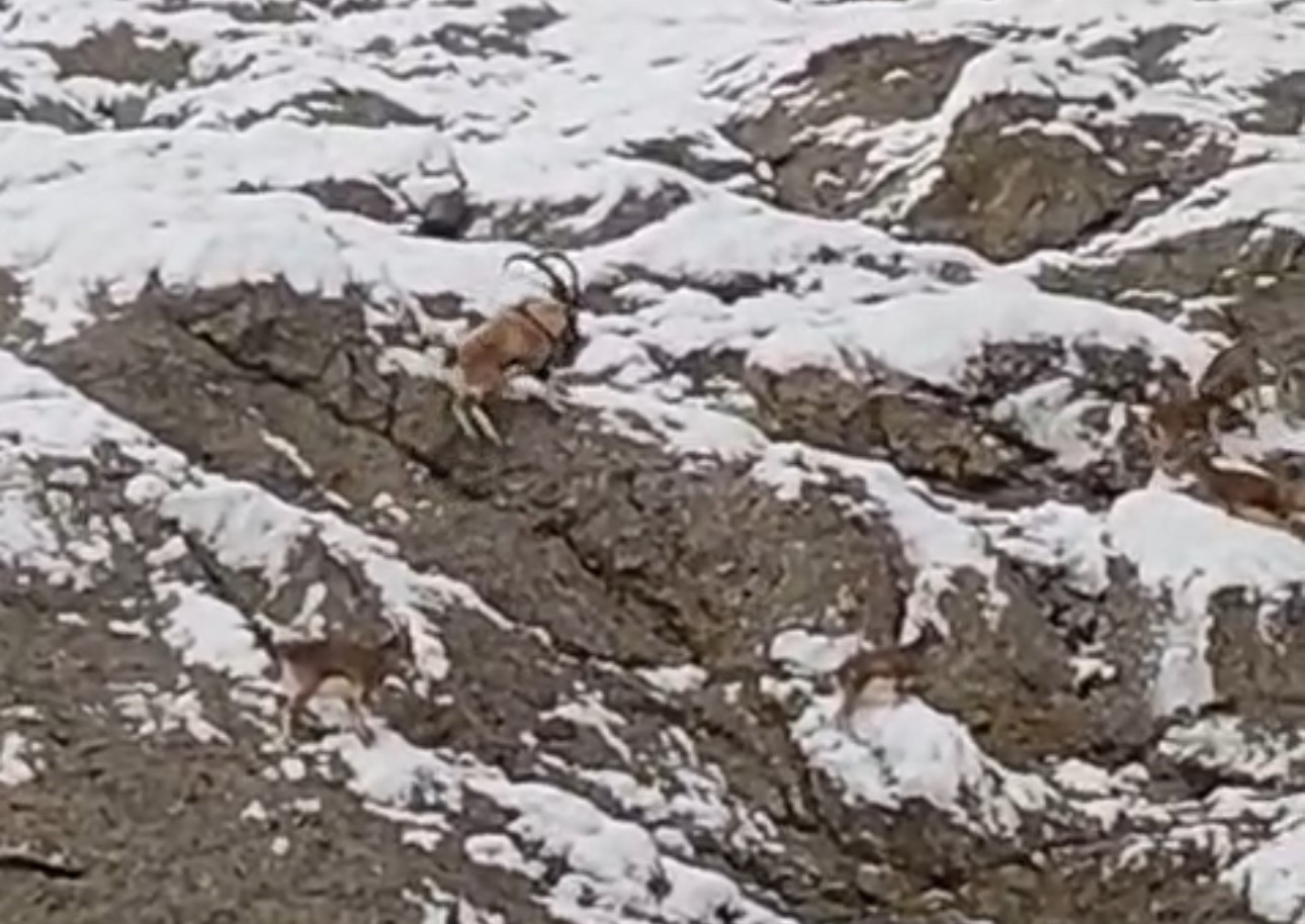 Güzeldere’nin karla kaplı yamaçlarda dağ keçileri görüntülendi