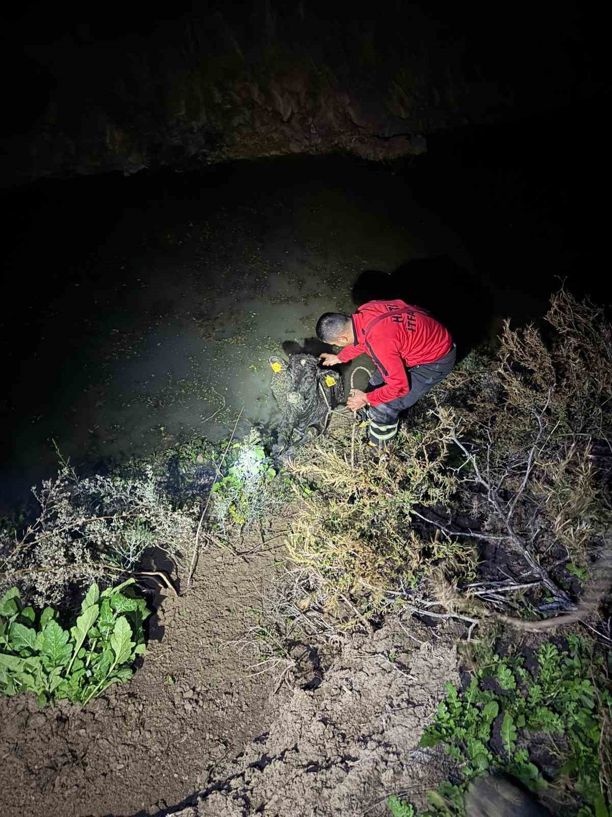 Su kanalına düşen buzağıyı itfaiye kurtardı