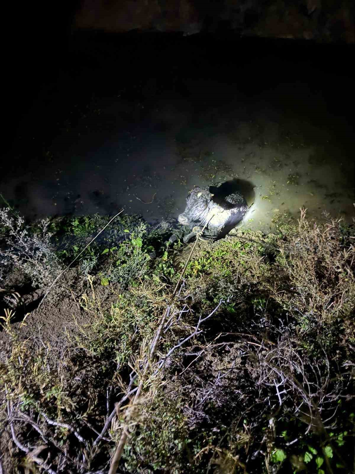 Su kanalına düşen buzağıyı itfaiye kurtardı