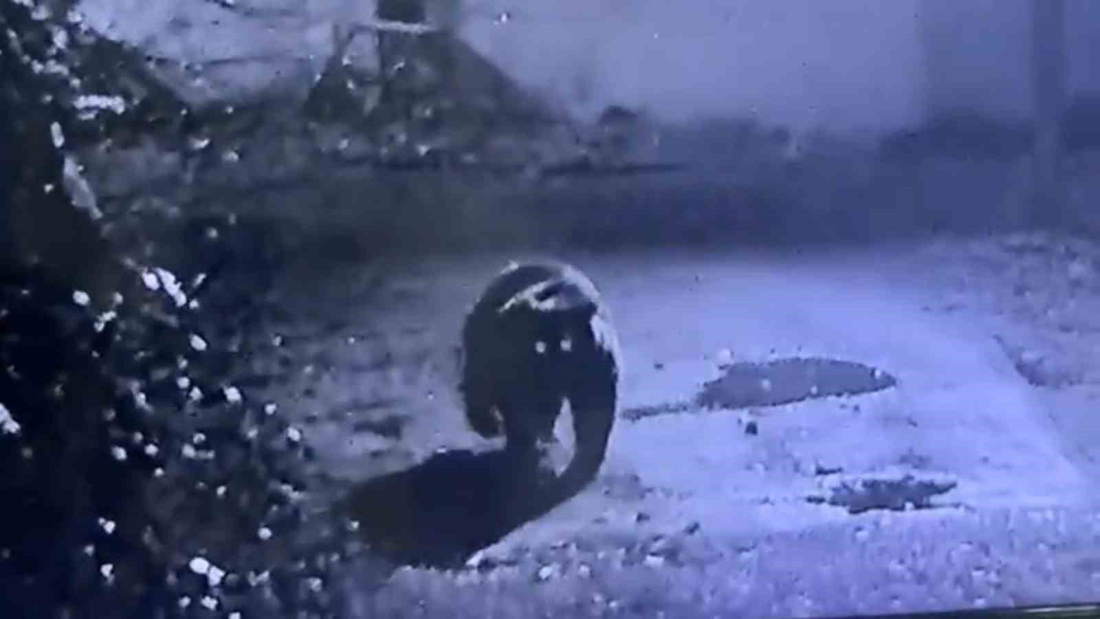 Rize’de avcıların yakalayamadığı ayı güvenlik kamerasına yakalandı
