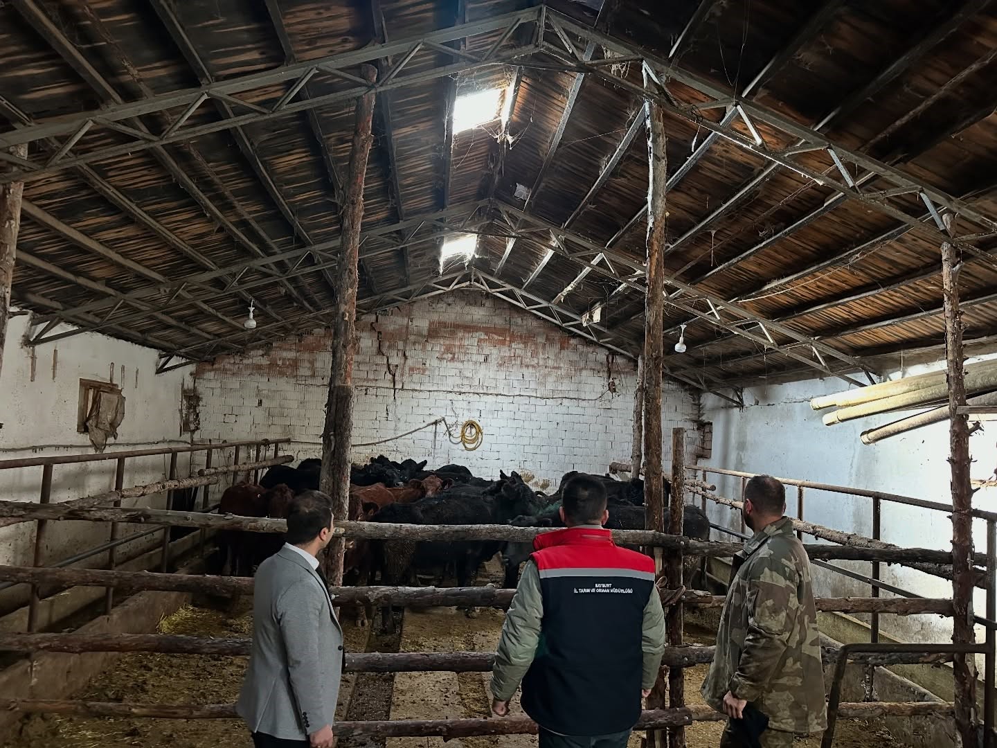 Aydıntepe’de hayvancılığa destek projesinde ilk hayvan teslimi yapıldı