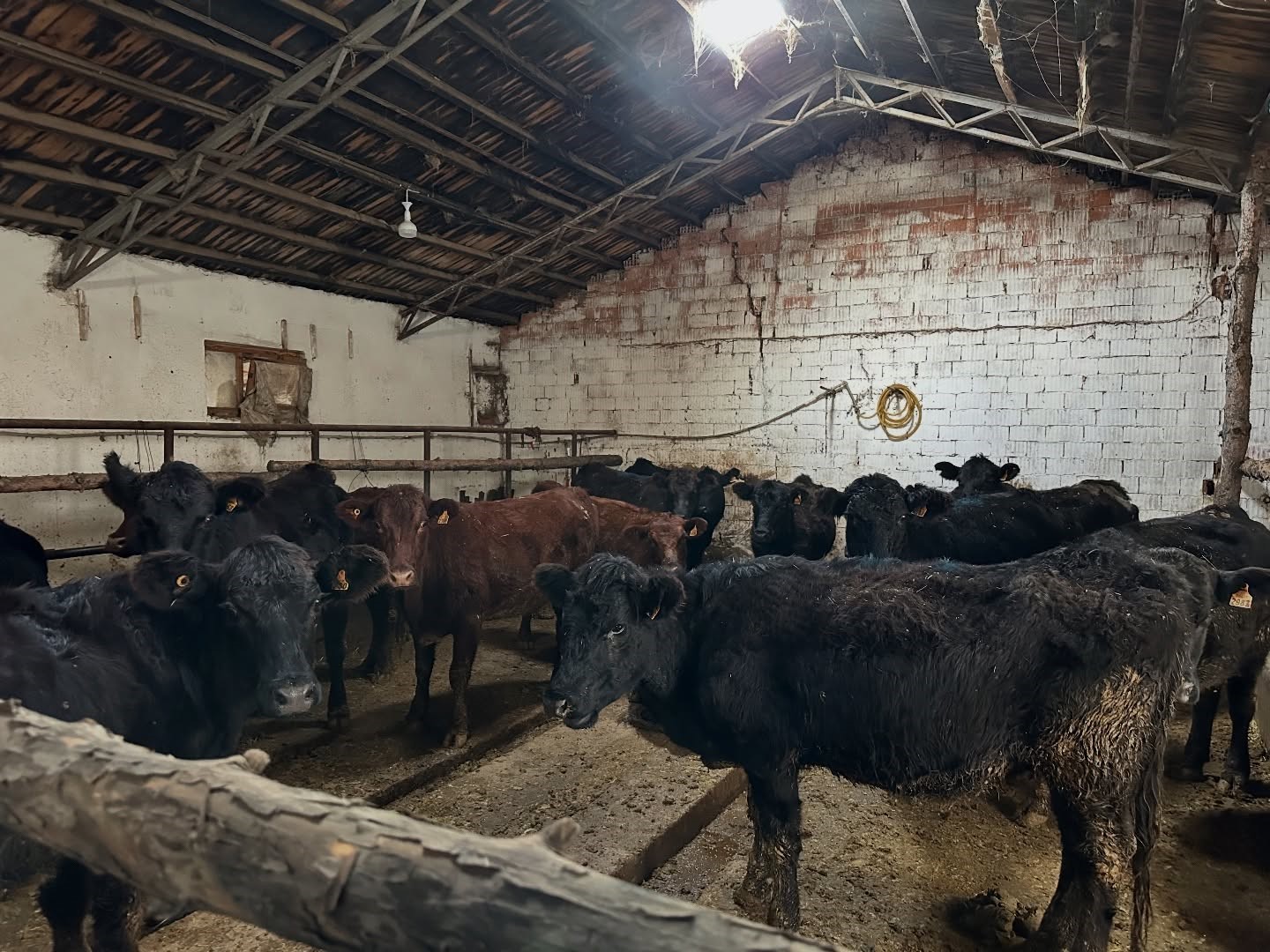 Aydıntepe’de hayvancılığa destek projesinde ilk hayvan teslimi yapıldı