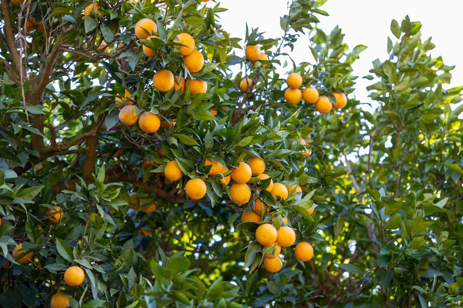 Mersin kan portakalında hedef AB tescili