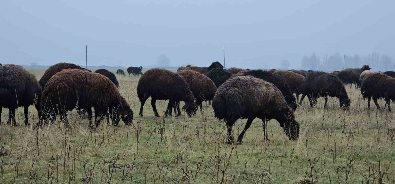 Hasköy’de sıcaklığın mevsim normalleri üzerinde olması besicileri sevindirdi