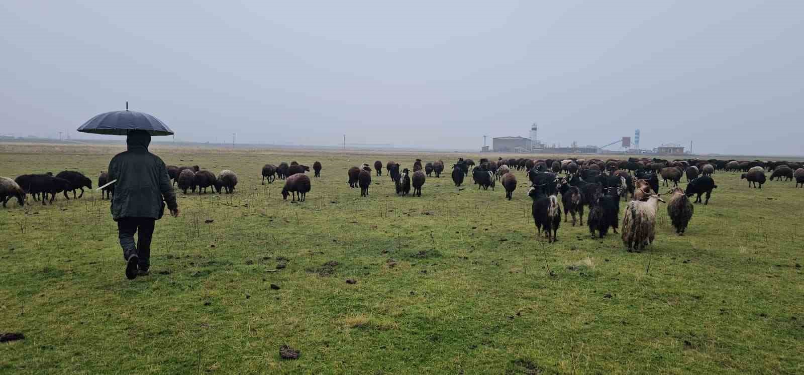 Hasköy’de sıcaklığın mevsim normalleri üzerinde olması besicileri sevindirdi