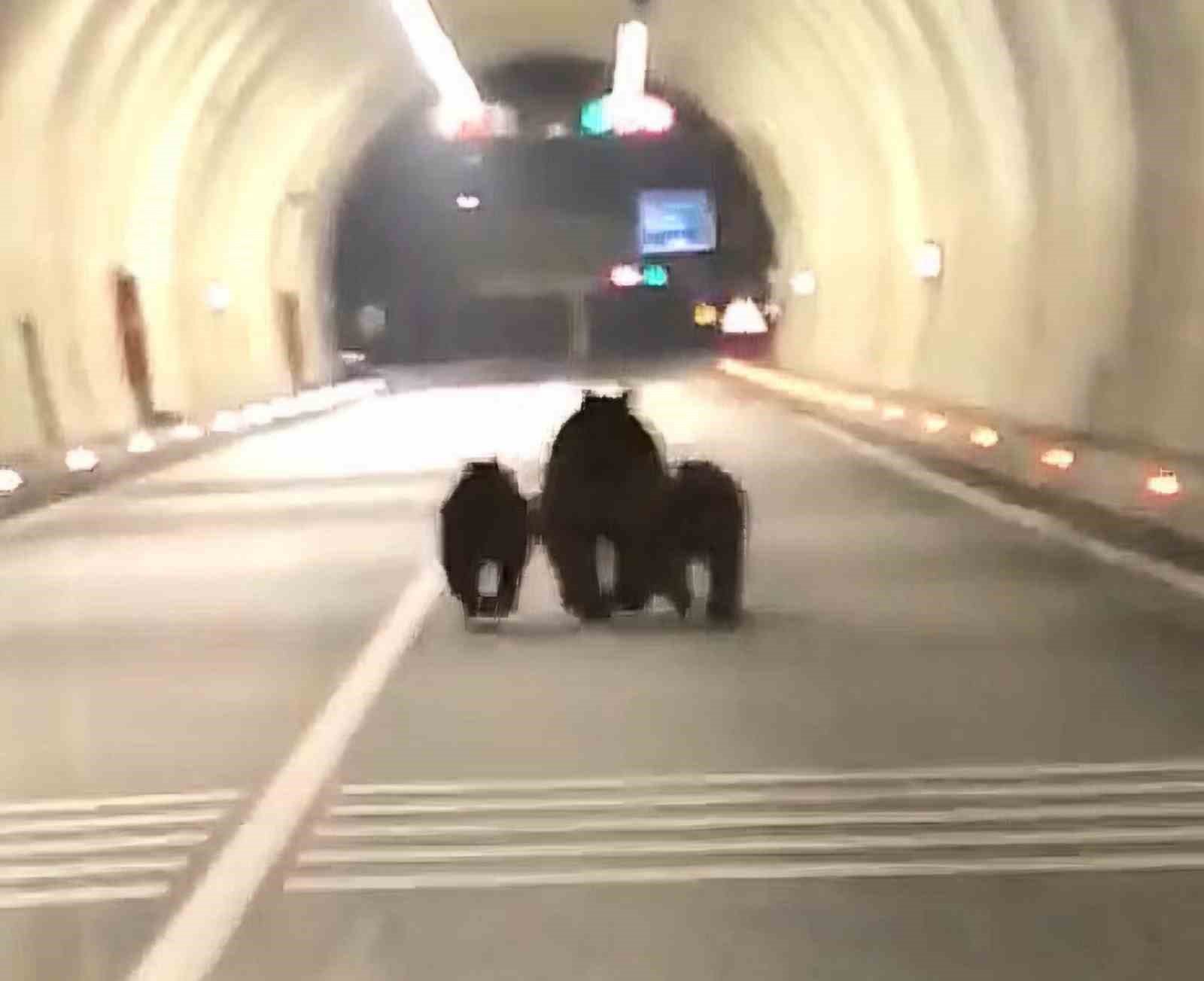 Amasra tünelinde 3 ayı görüntülendi