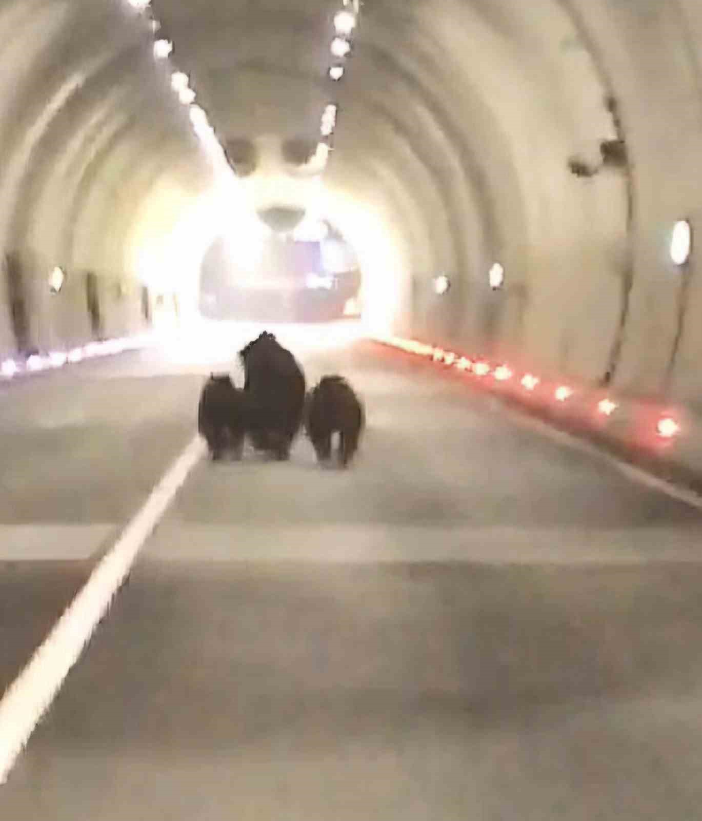 Amasra tünelinde 3 ayı görüntülendi