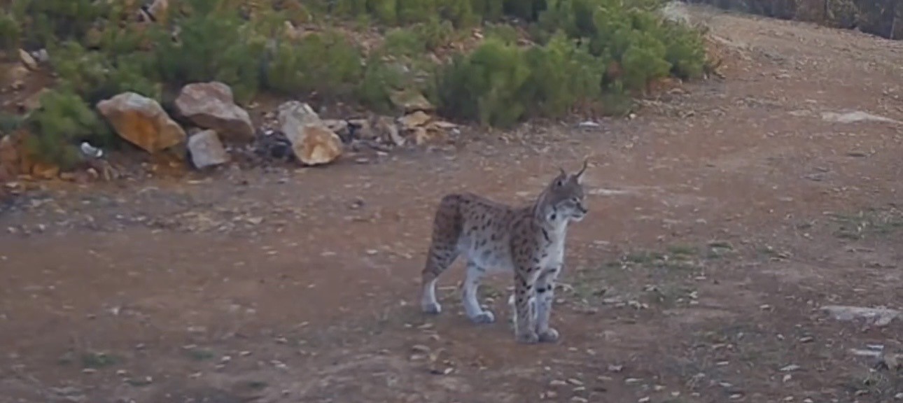 Çankırı’da vaşak görüntülendi