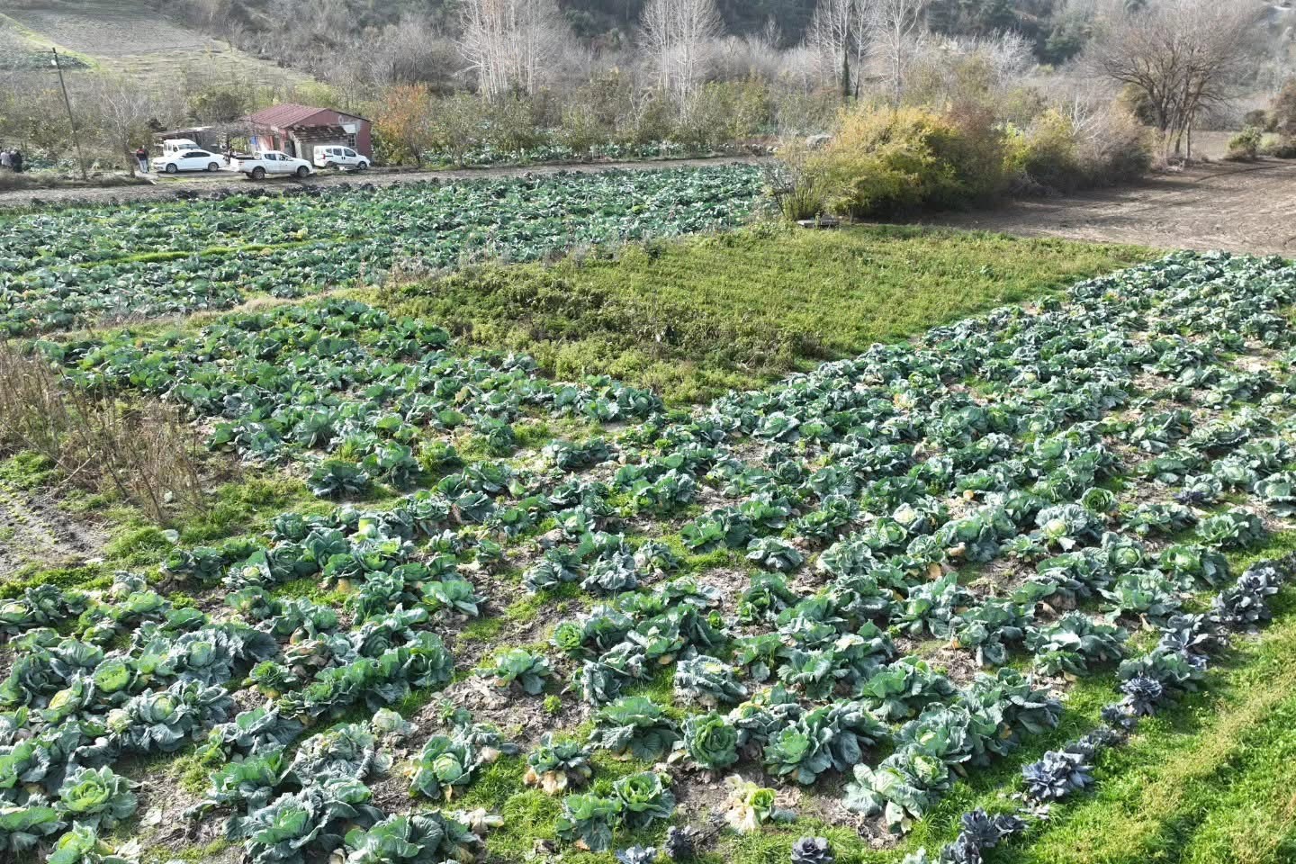 Osmaniye’de lahana hasadı yapıldı