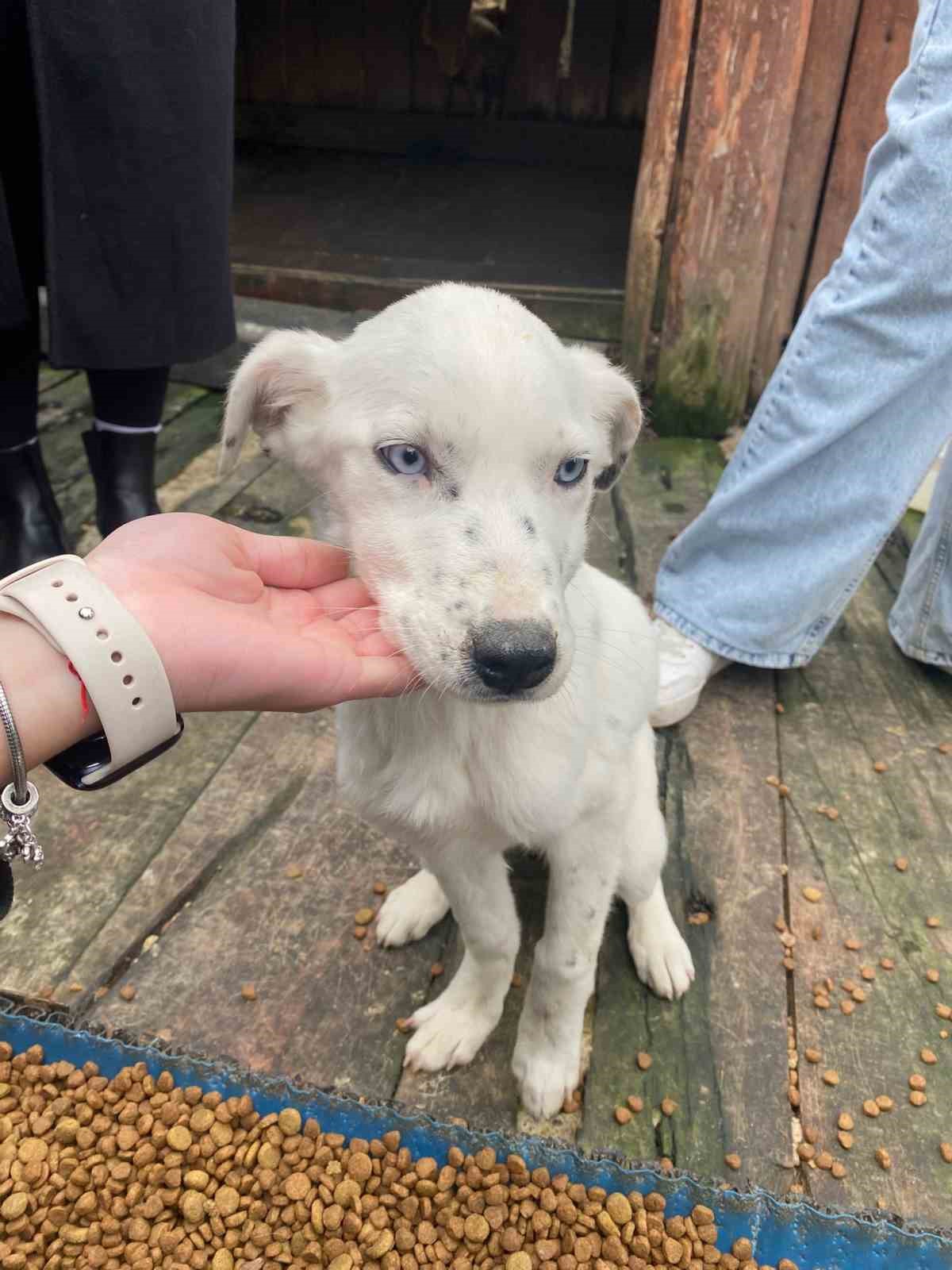 OMÜ’den sokak hayvanlarına destek: Barınağa 312 kilo mama bağışı