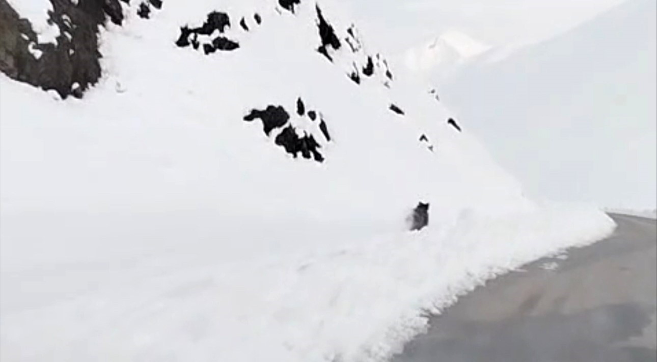 Yüksekova’nın farklı noktalarında domuz sürüleri görüntülendi
