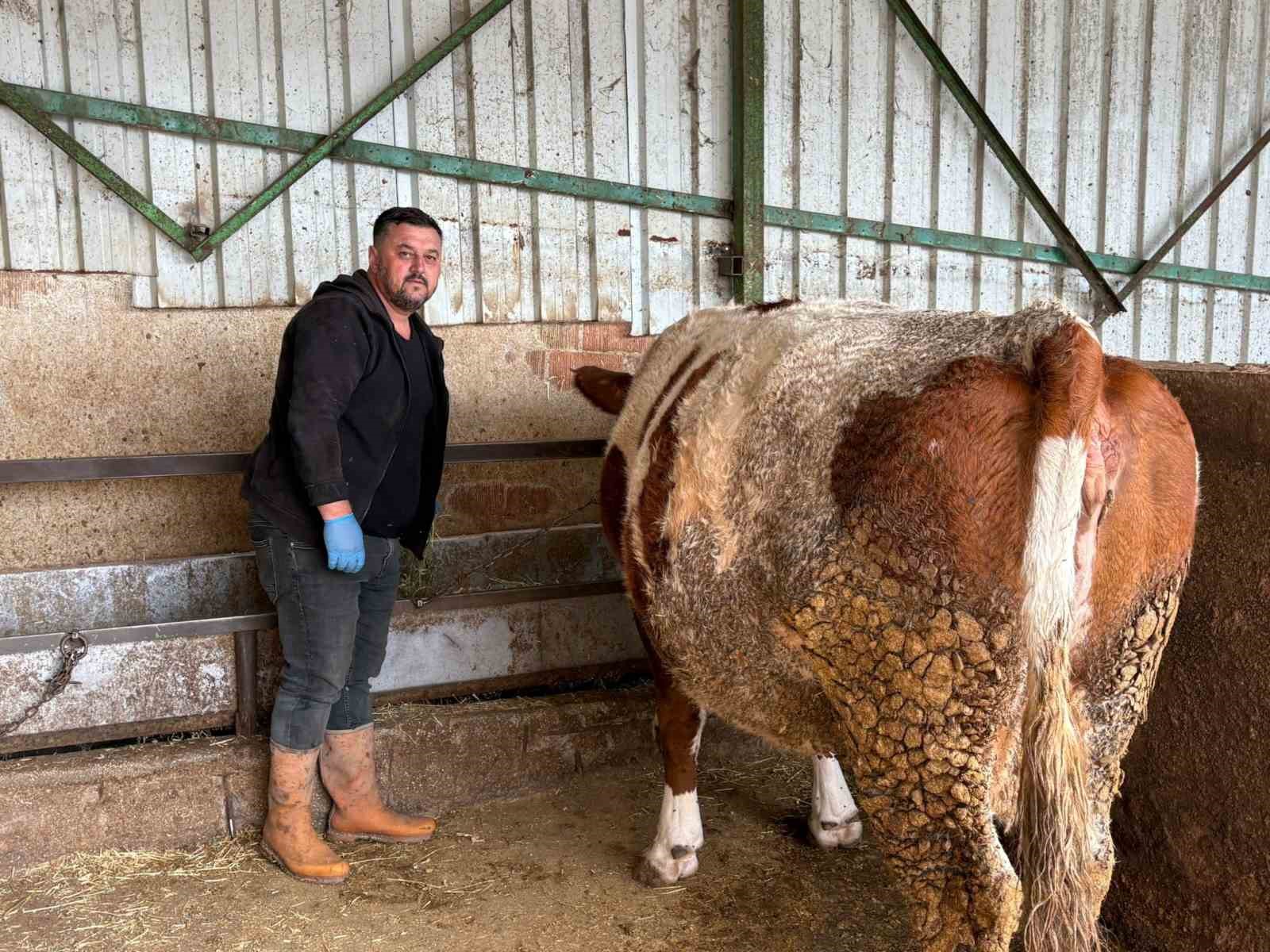 Şap hastalığına bir hayvanını daha verdi