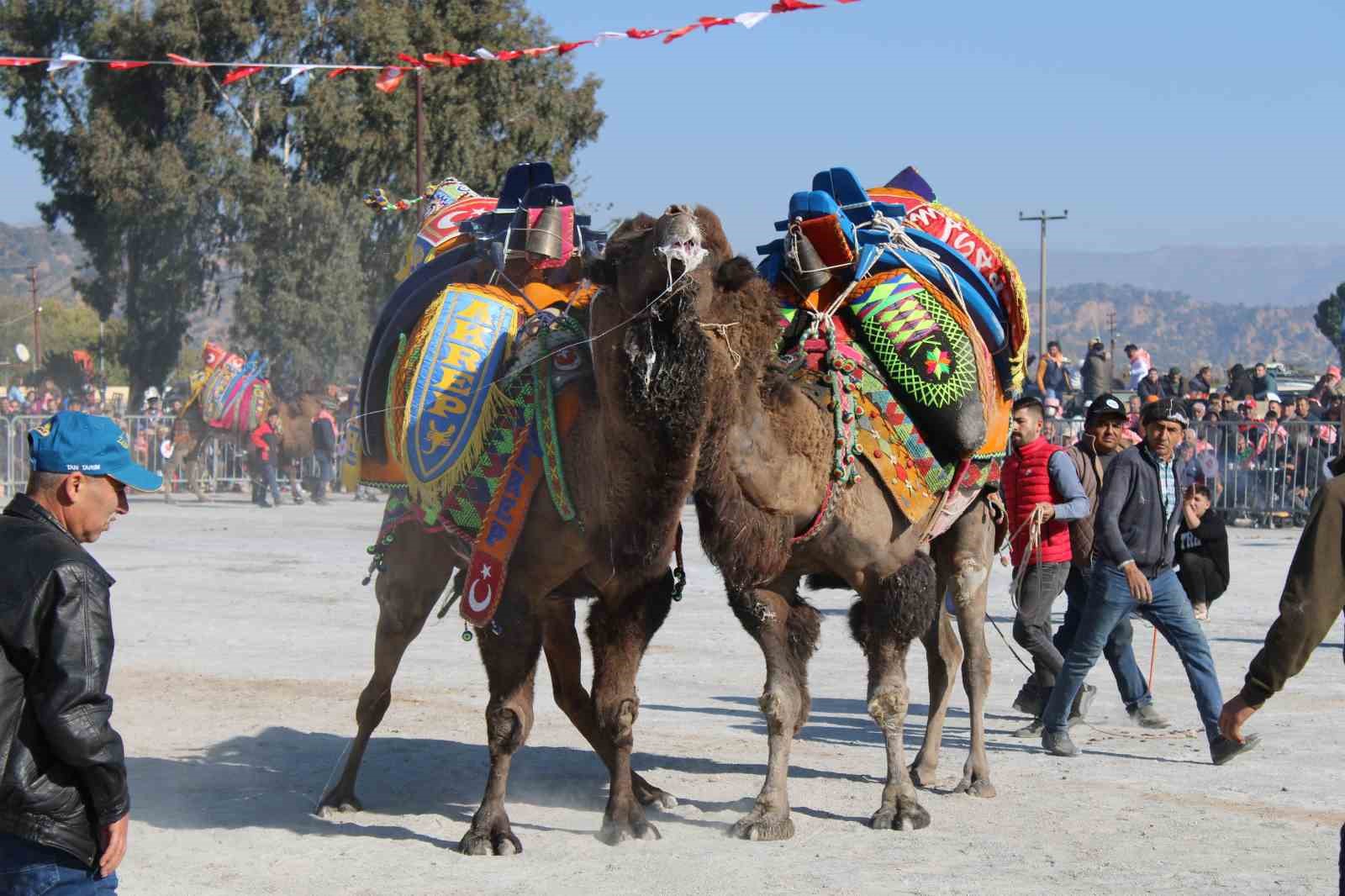 Deve güreşlerinin geleceğini aşılama oranı belirleyecek