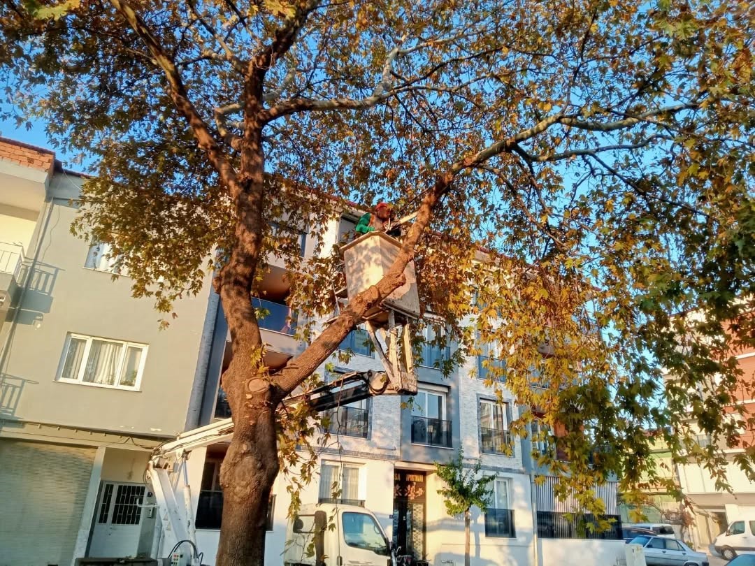 Germencik’te kireçleme ve ağaç budama çalışması
