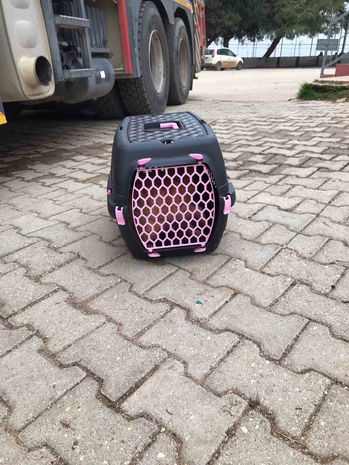 Üşüyen kedi, otomobilin motoruna girdi