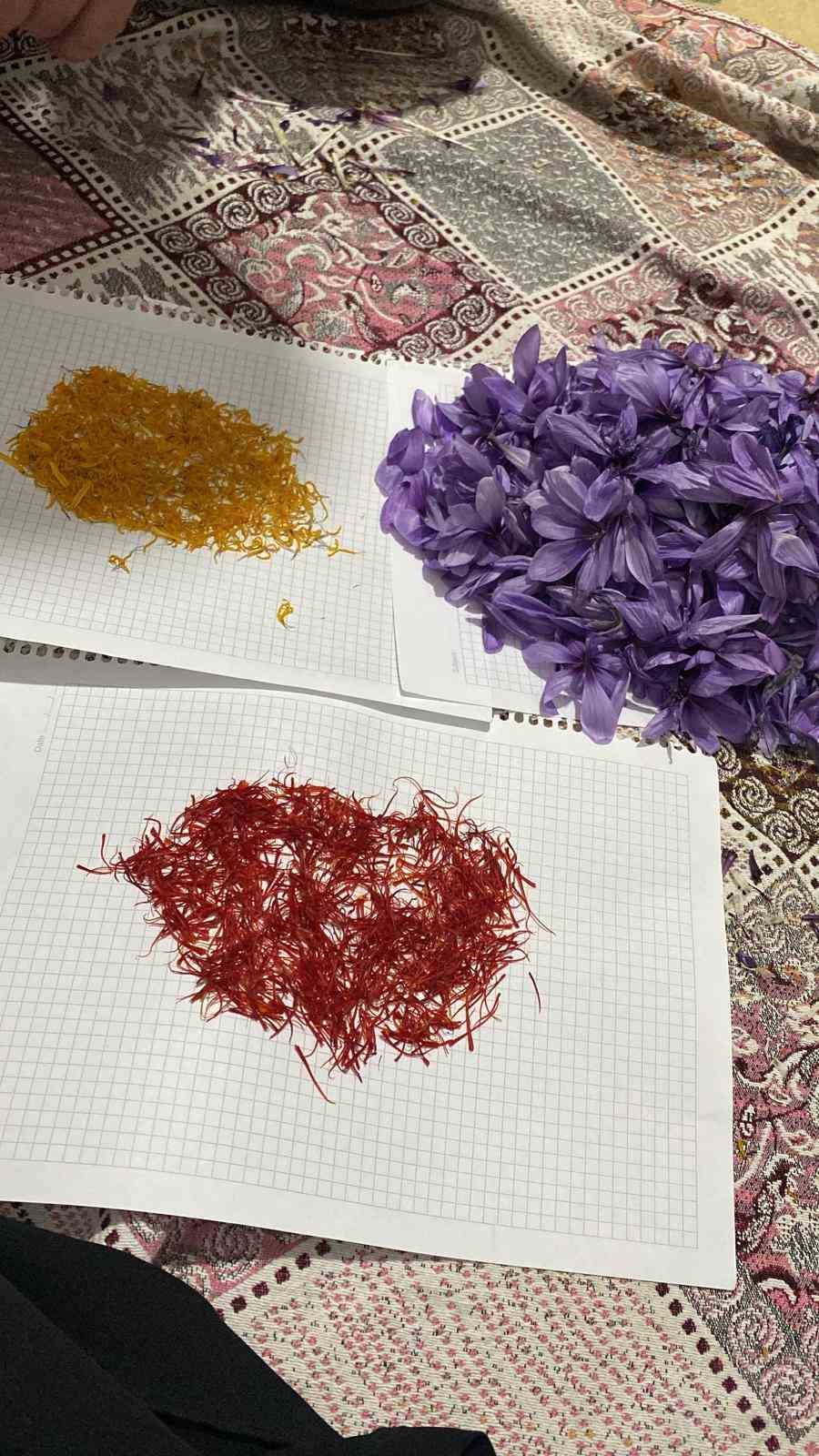 Siirt’te safran üretiminde ilk başarılı uygulama gerçekleştirildi
