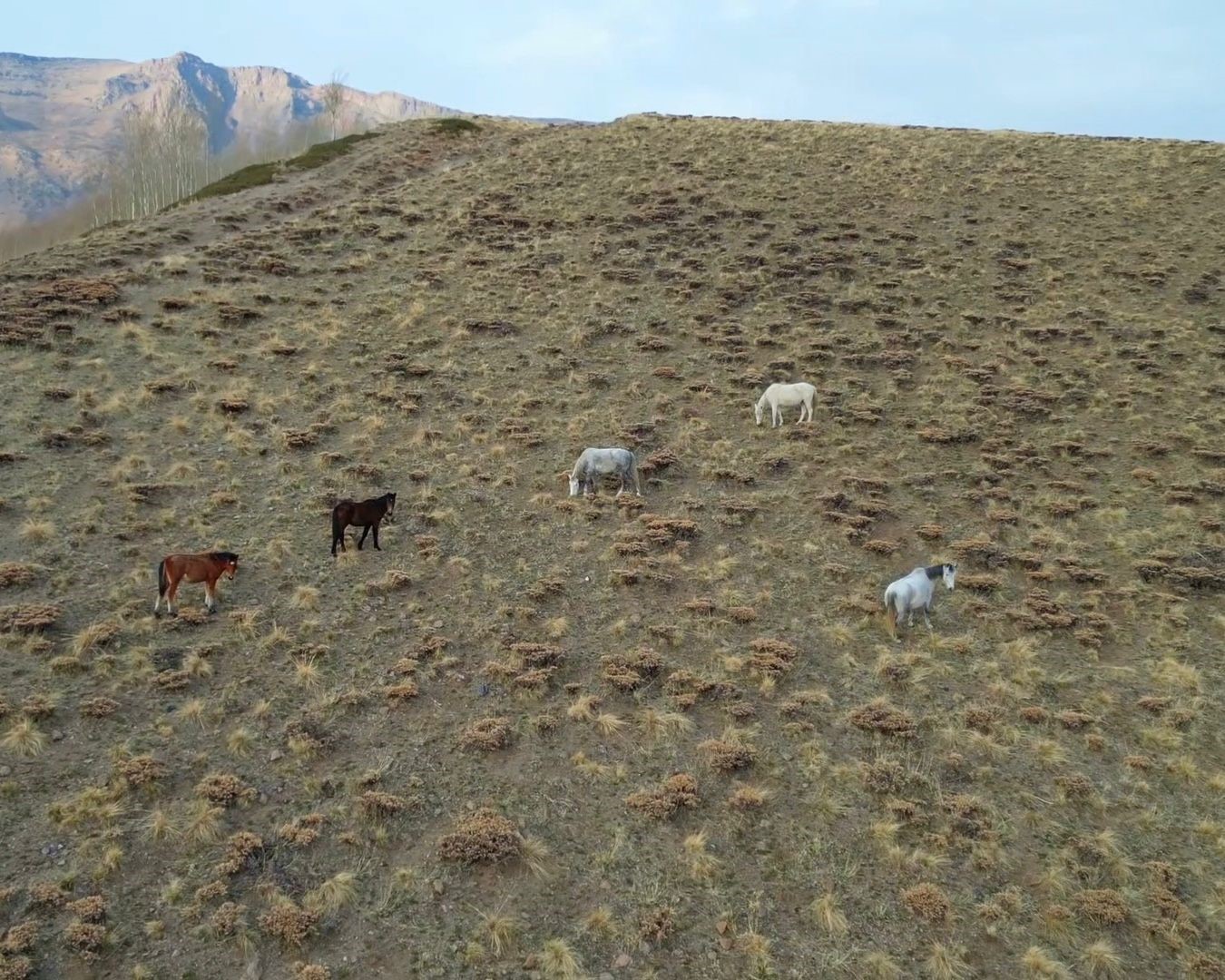 Başıboş bırakılan at ve eşekler hem trafiği hem yaban hayatını tehdit ediyor