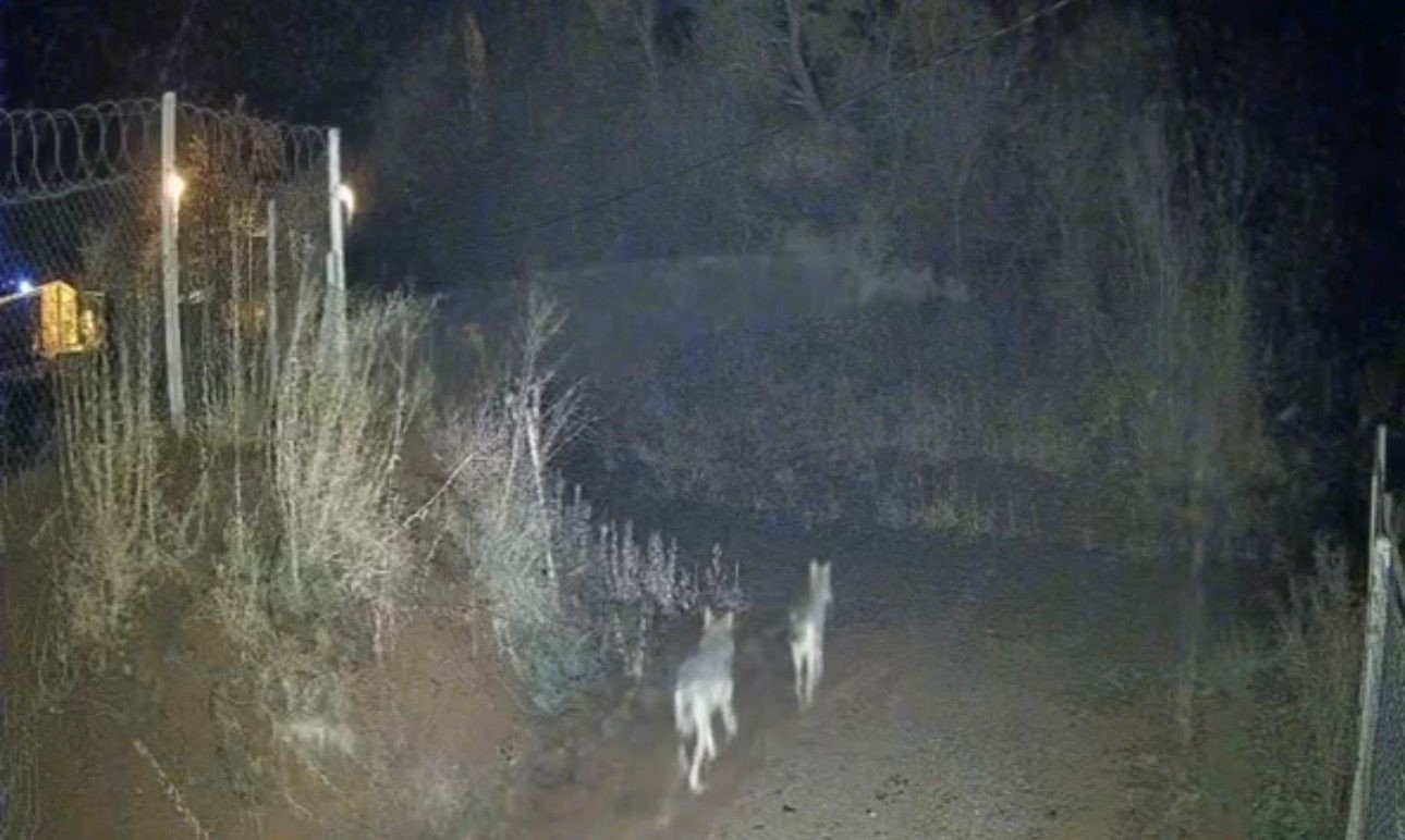 Elazığ’da kurtlar sürü halinde görüldü