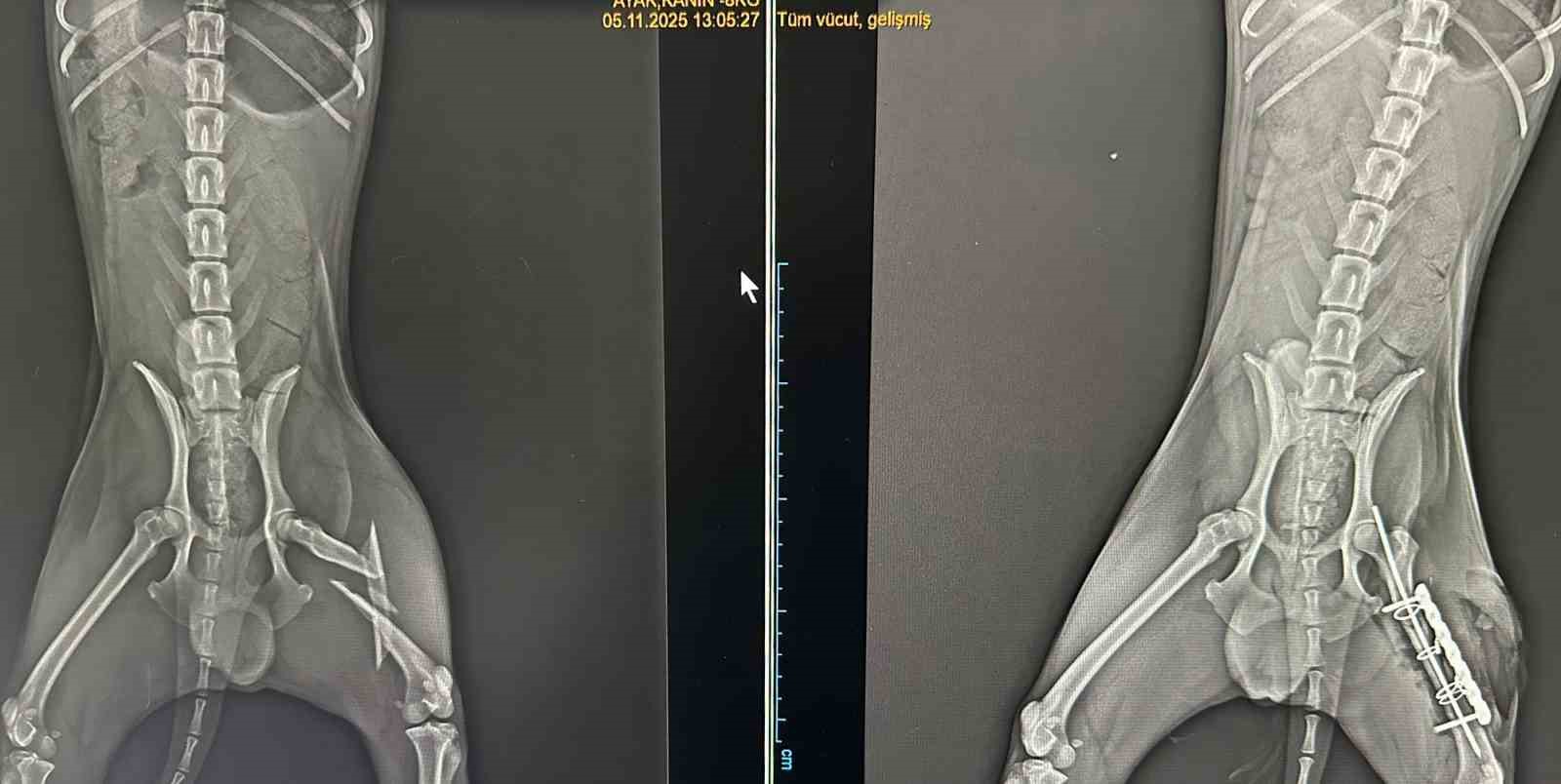 Ayağında par&ccedil;alı kırık oluşan k&ouml;pek 2 saatlik ameliyatla eski sağlığına kavuştu
