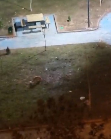 Şanlıurfa’da yiyecek arayan 2 tilki kent merkezine indi
