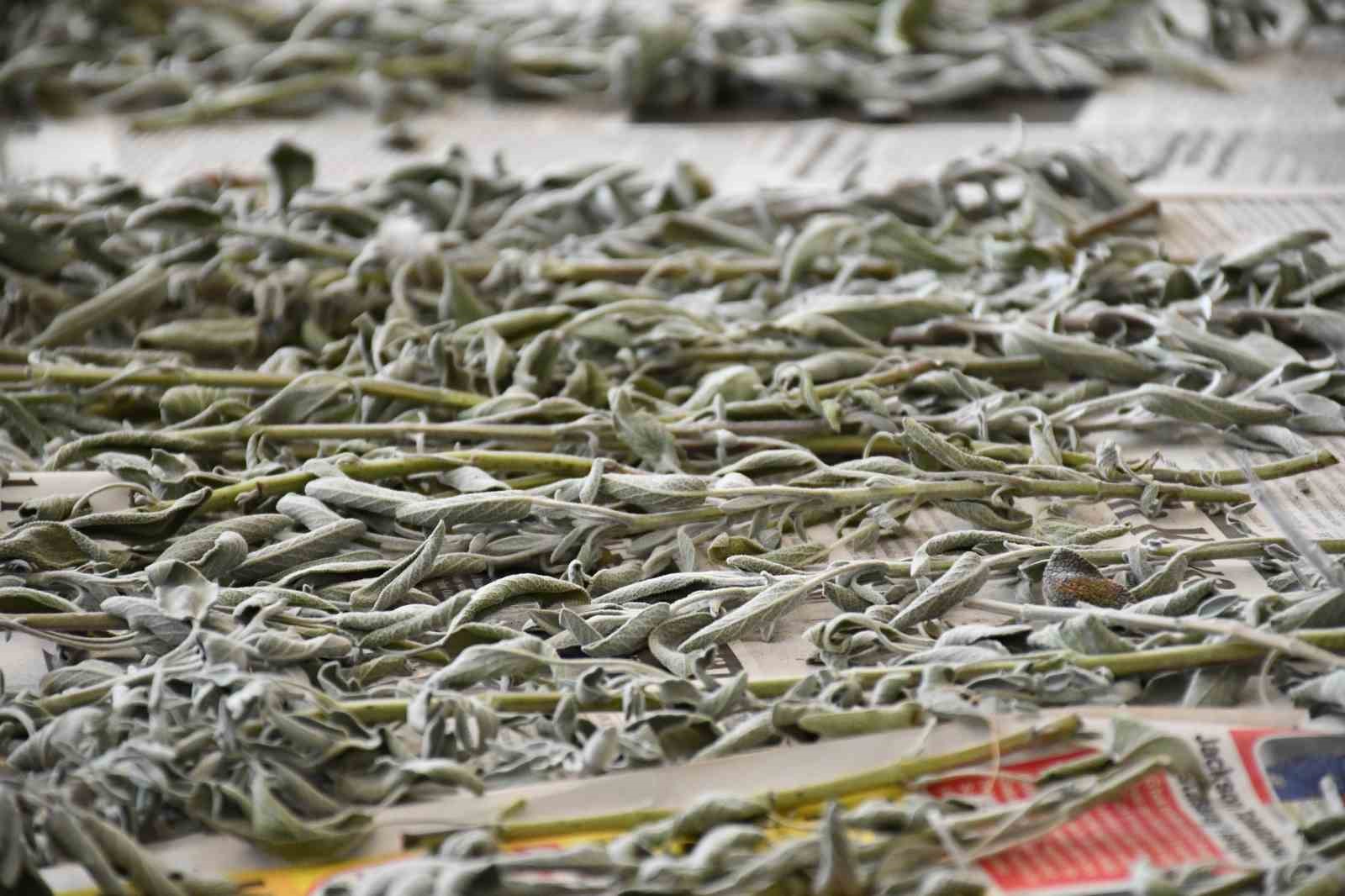 Öğrencilere ’tohumdan sofraya’ tarım eğitimi