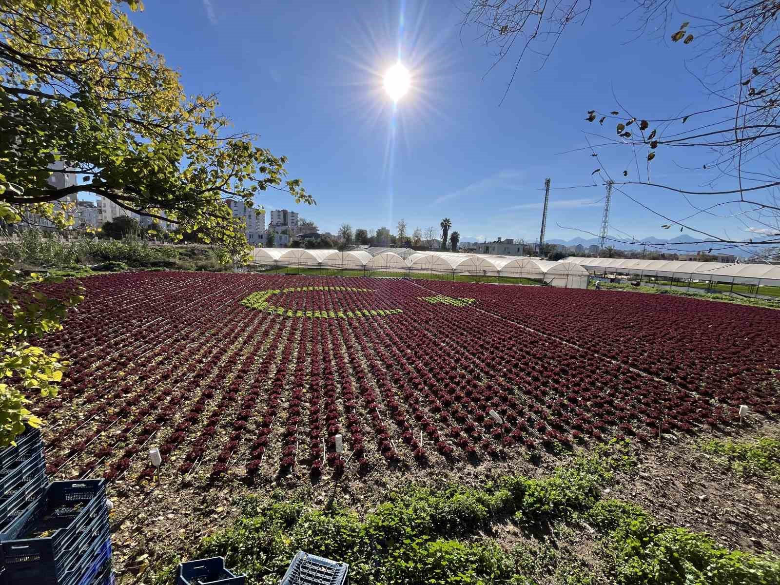 Antalya’da çiftçiler 1,5 dönümlük tarlaya 13 bin marulla Türk bayrağı deseni oluşturdu
