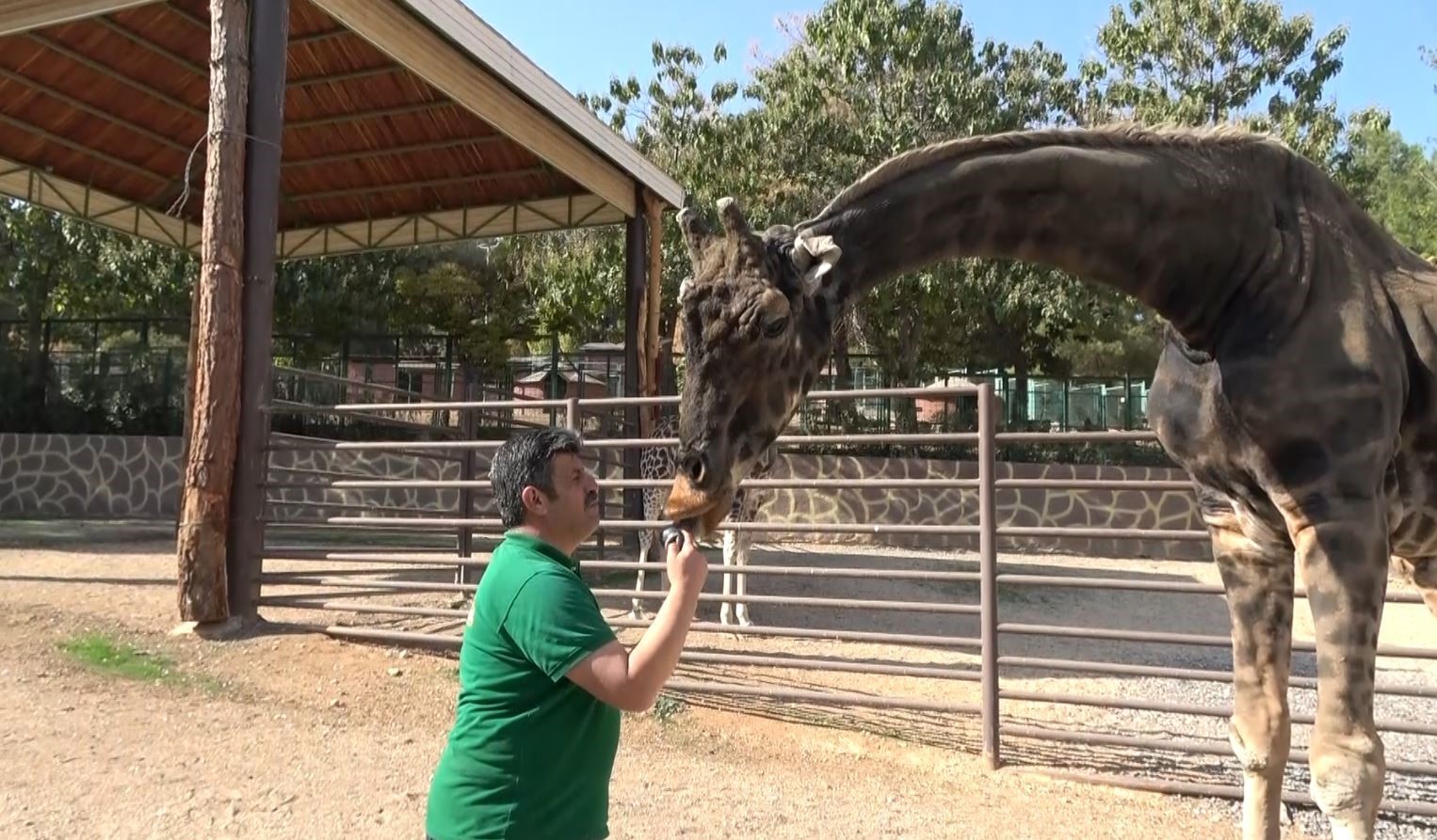Gaziantep Doğal Yaşam Parkı’nın maskotu zürafa öldü