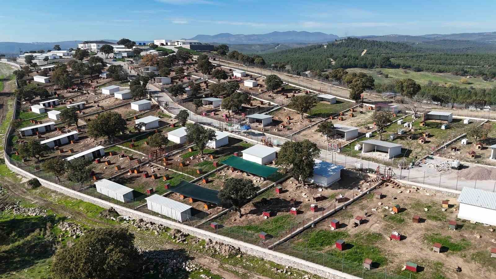 Sahiplendiği iki köpeği sokağa atan şahsa 172 bin TL ceza