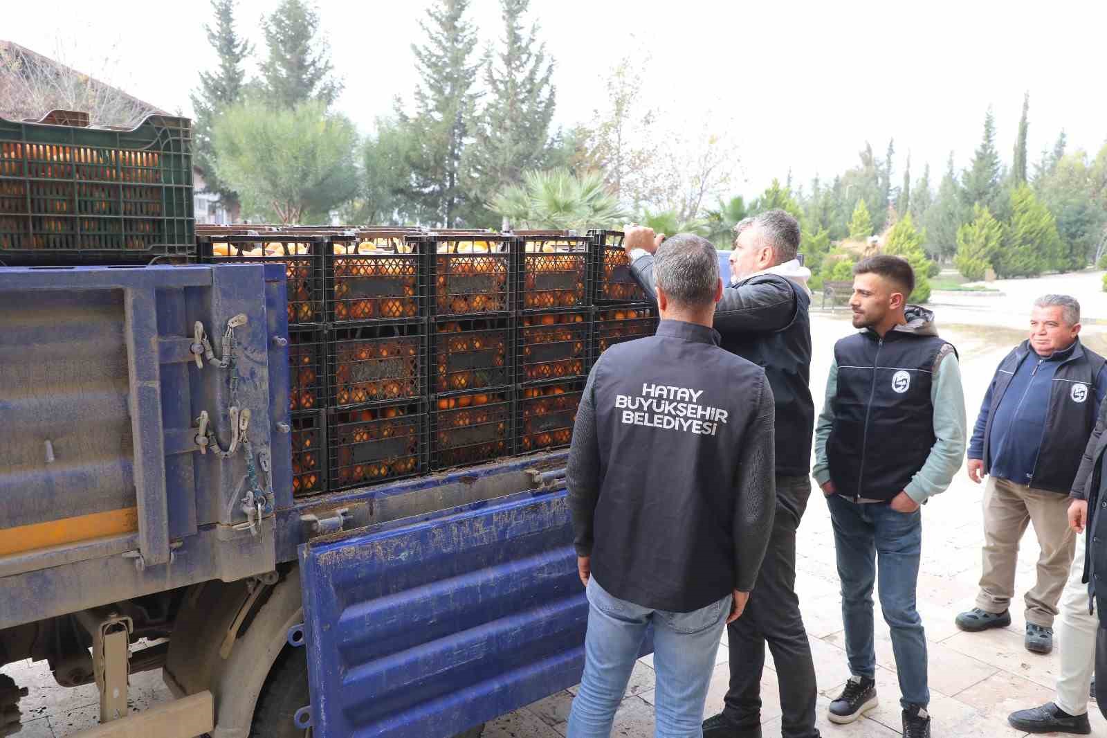 Kilogram fiyatı 2 TL’ye düşünce dalda çürümeye bırakılmıştı, 320 ton ürün vatandaşlara ücretsiz dağıtıldı
