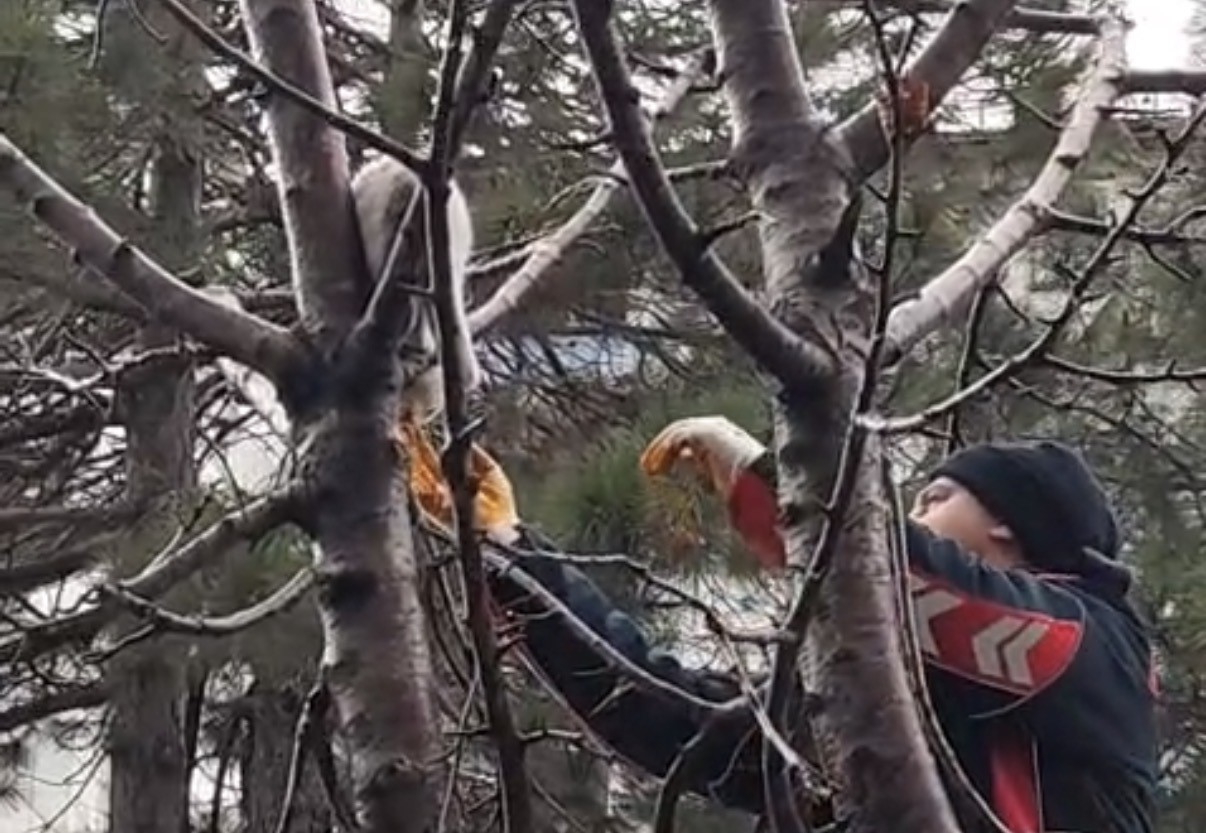 Ağaçta mahsur kalan kedi kurtarıldı