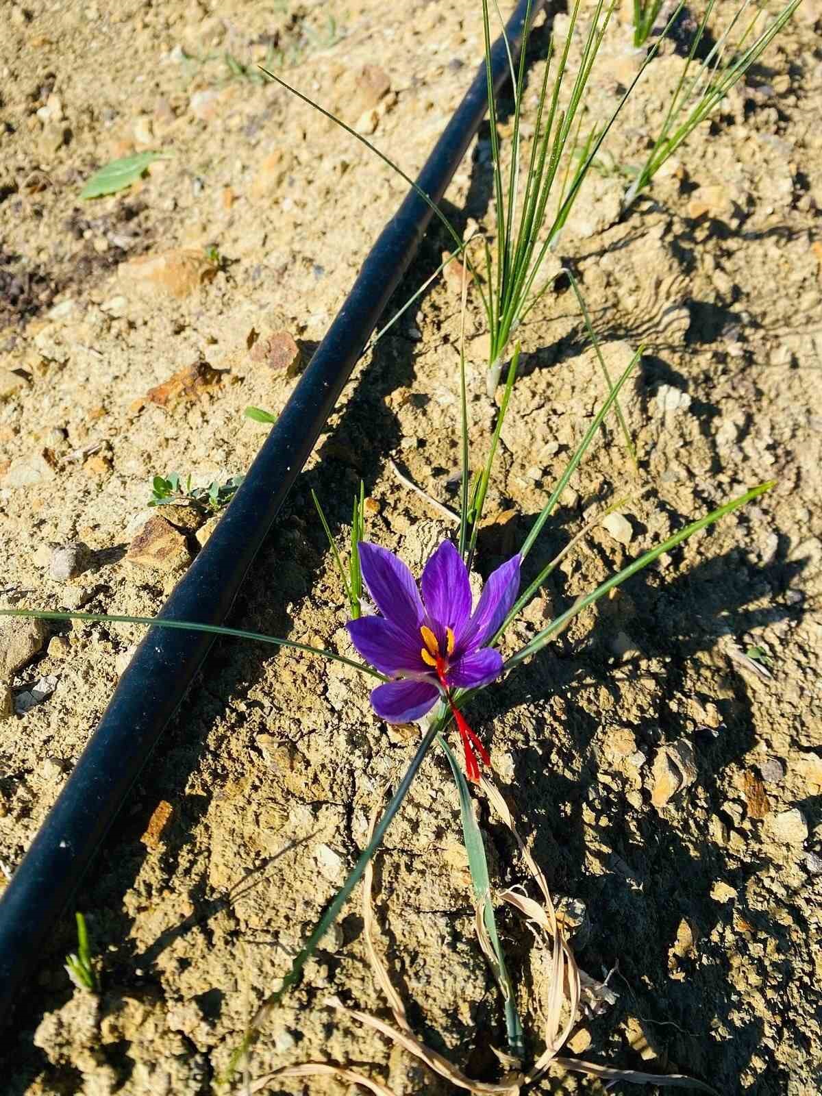 Osmaniye’de yüksek getirili safrana ilgi artıyor
