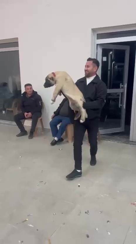Damadın arkadaşı düğün hediyesi olarak 100 bin liralık köpek hediye etti