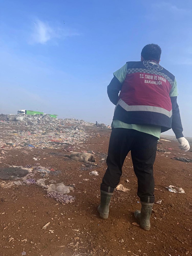 Diyarbakır’da sokak hayvanlarına kuduz aşısı uygulandı
