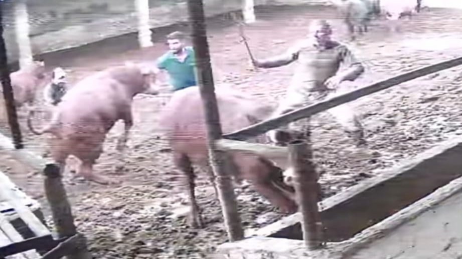 Amasya’da bir çiftlikte besici üzerine zıplayan boğanın darbesiyle yere serildi. O anlar kameraya yansıdı.