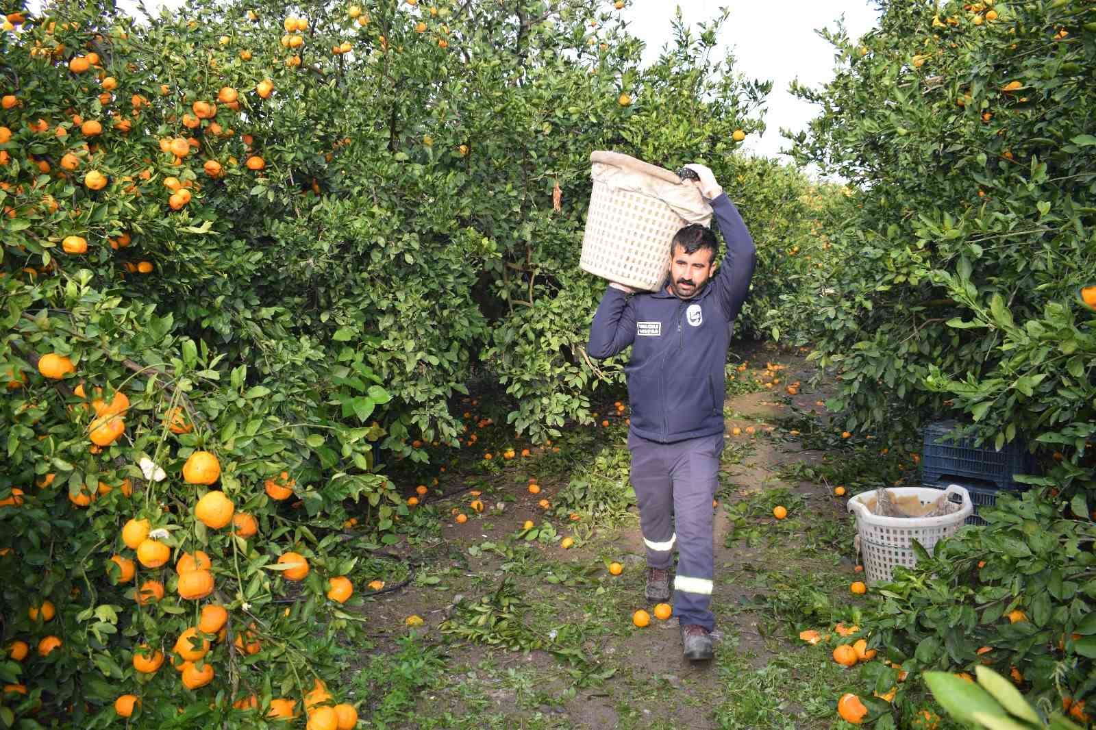 Kilogram fiyatı 2 TL’ye düşünce dalda çürümeye bırakılmıştı, 320 ton ürün vatandaşlara ücretsiz dağıtıldı