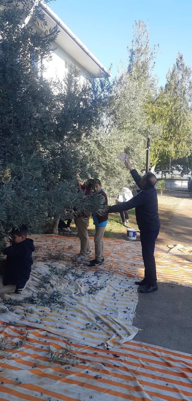 Bozdoğan&rsquo;da &ouml;ğrenciler zeytin hasadı yaptı
