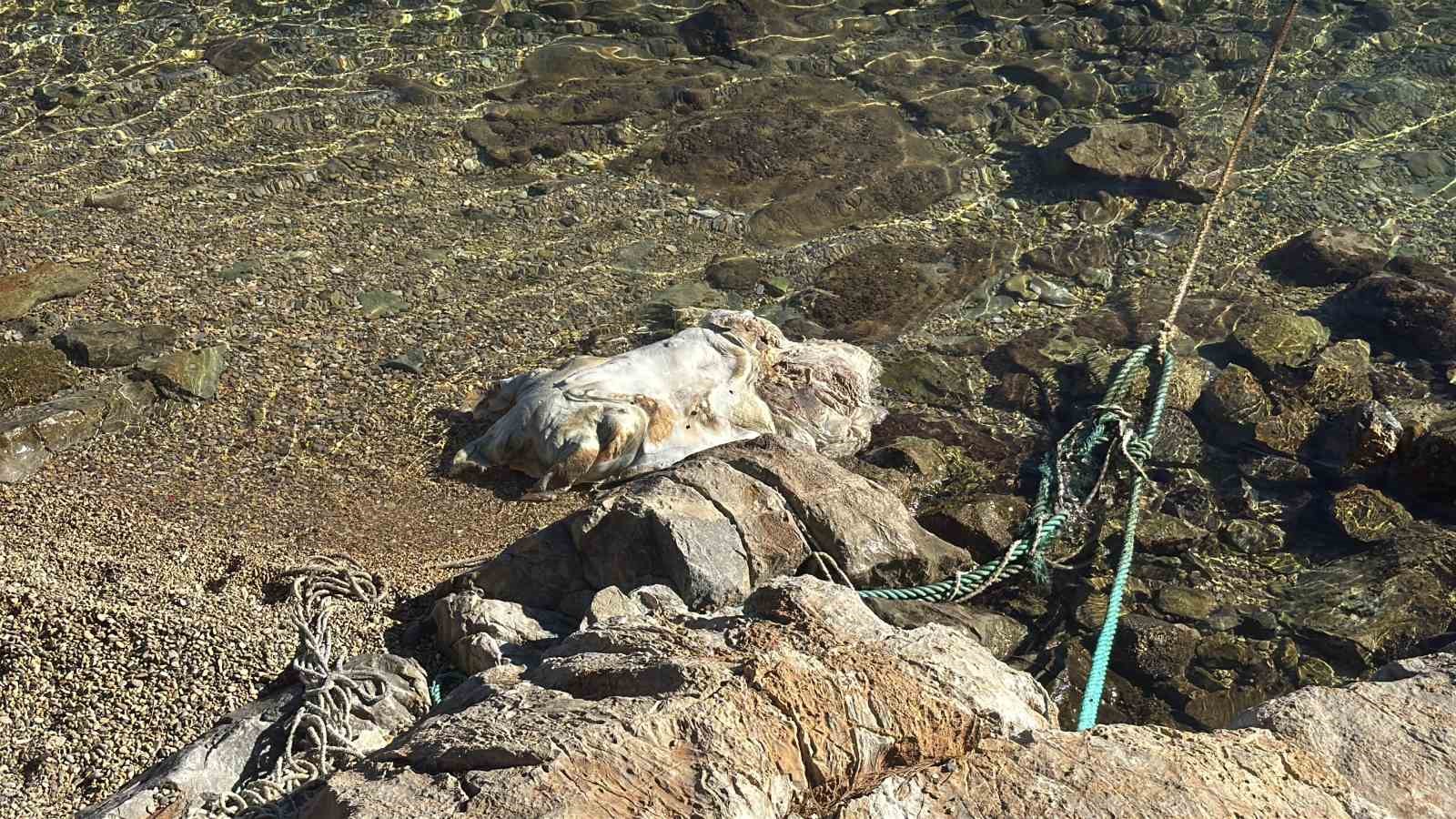 Bodrum sahiline vuran caretta caretta vinçle kaldırıldı