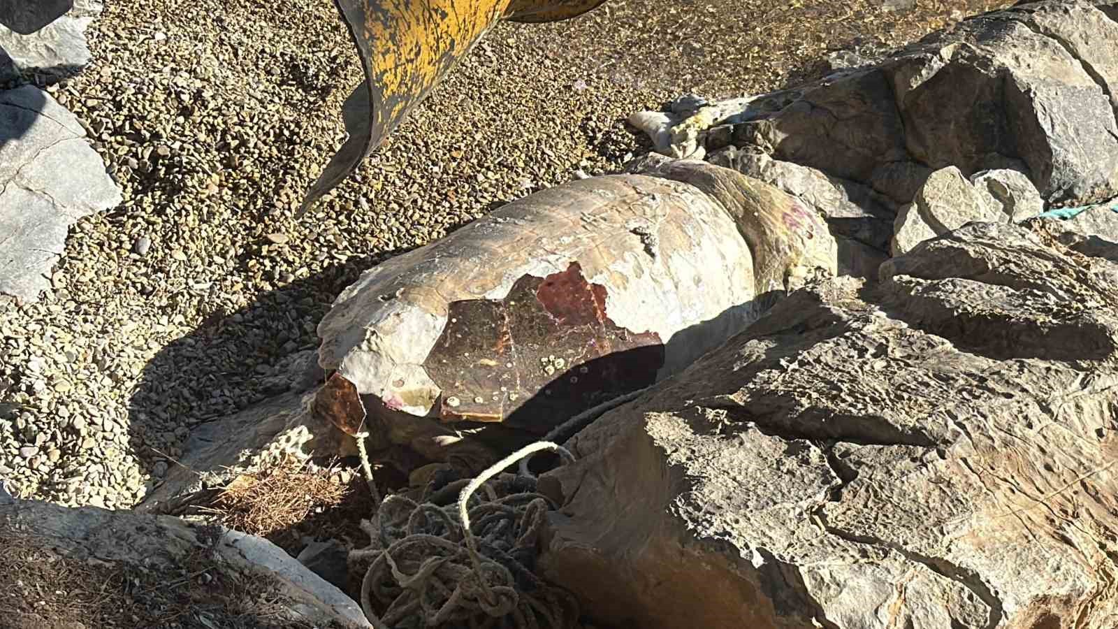 Bodrum sahiline vuran caretta caretta vin&ccedil;le kaldırıldı
