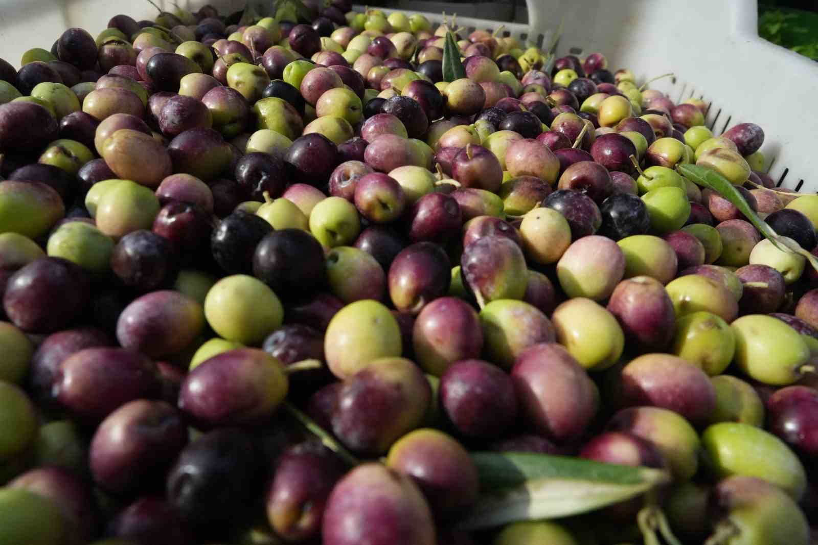 Ayvalık Ticaret Odası Başkanı Ali U&ccedil;ar: "Zeytinyağında lisanslı depoculuk hayata ge&ccedil;meli
