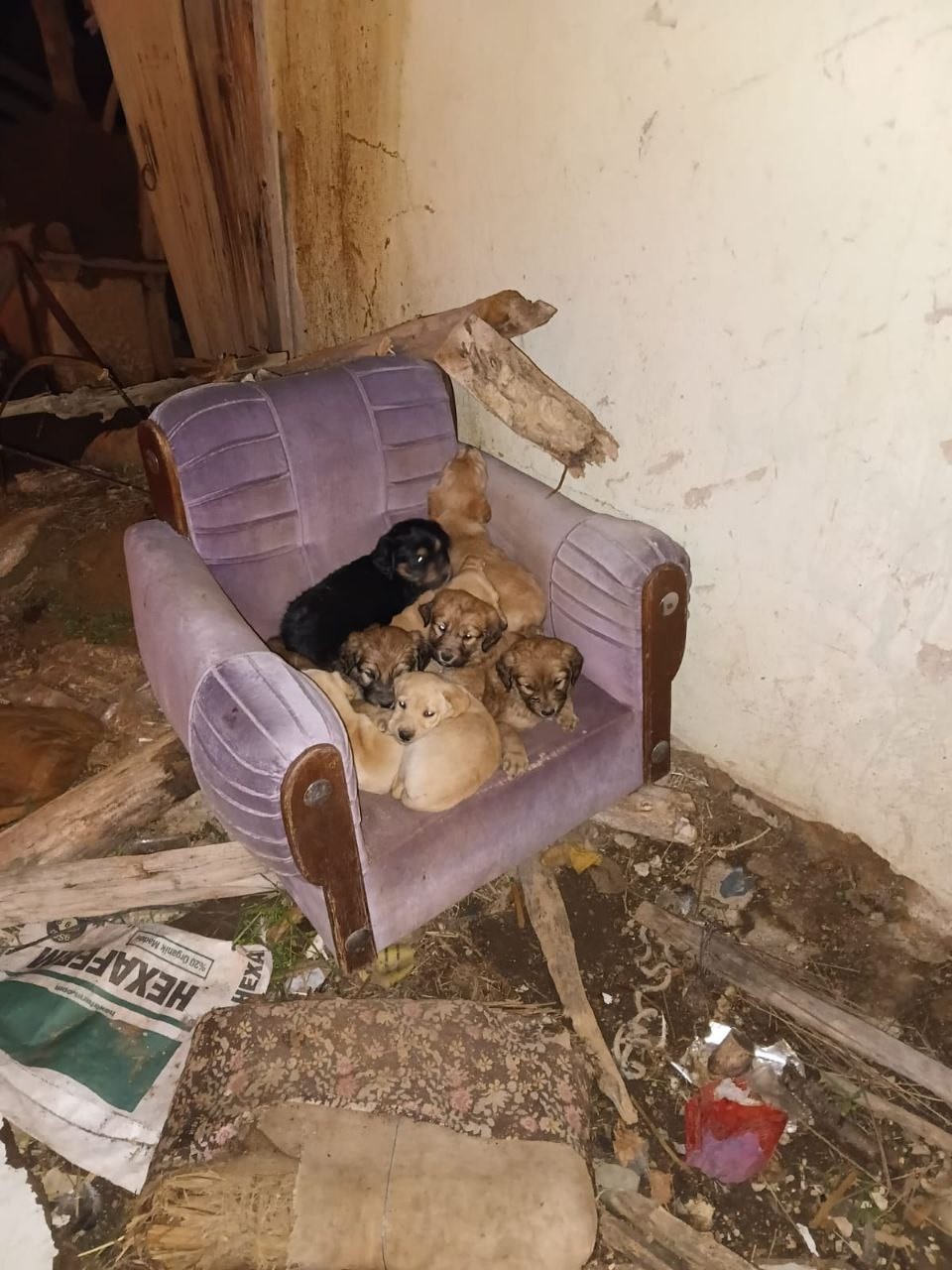 Isparta’da art arda yaşanan köpek ölümlerine valilik inceleme başlattı