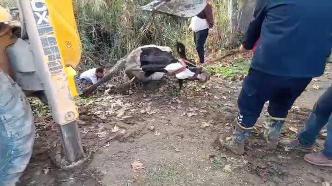 Hatay’da dereye düşen inek itfaiye ekipleri tarafından kurtarıldı